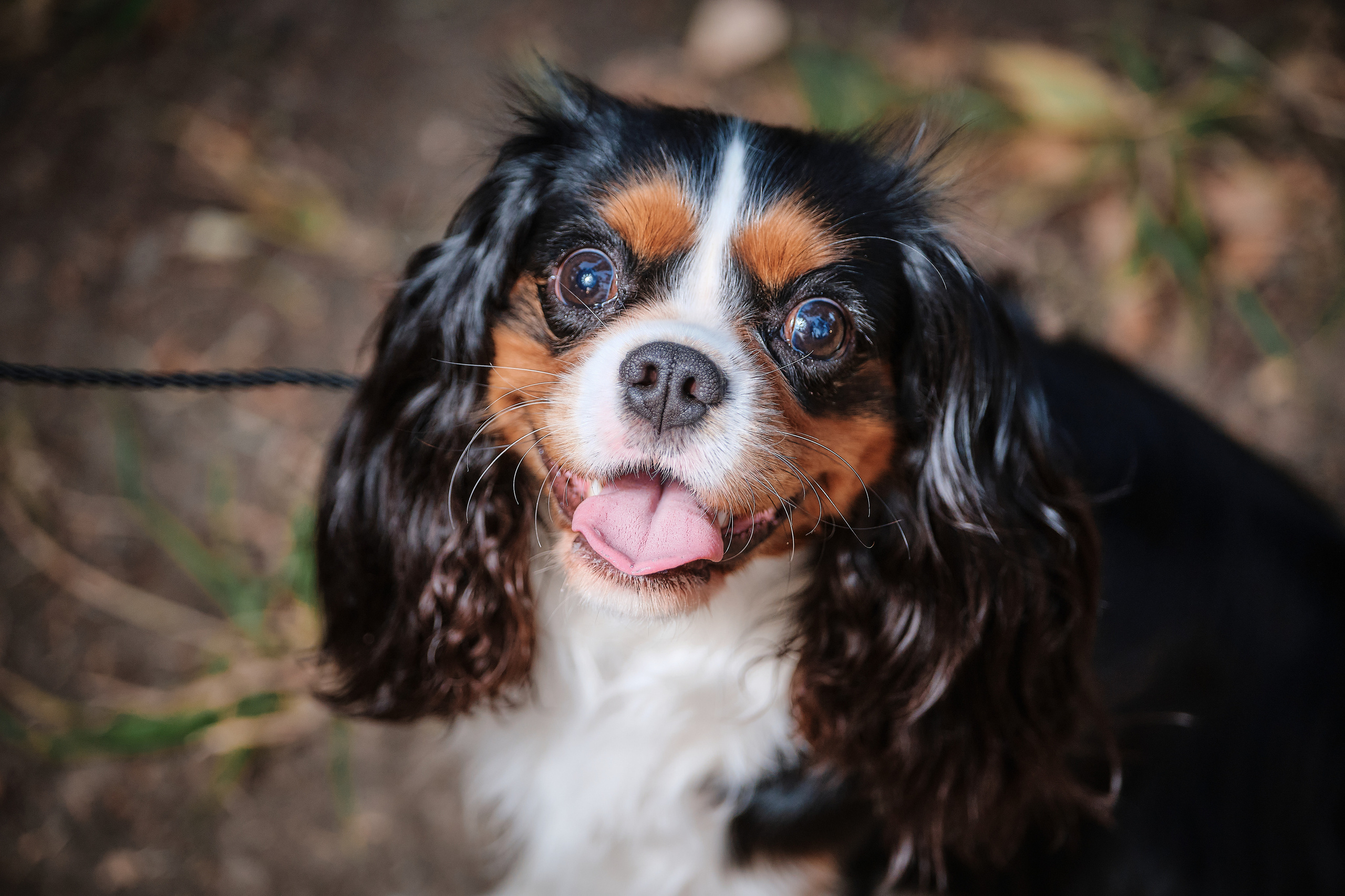 ПроХвостики. Семейный портретный свадебный фотограф Дмитрий Тимченко. Студия / фото