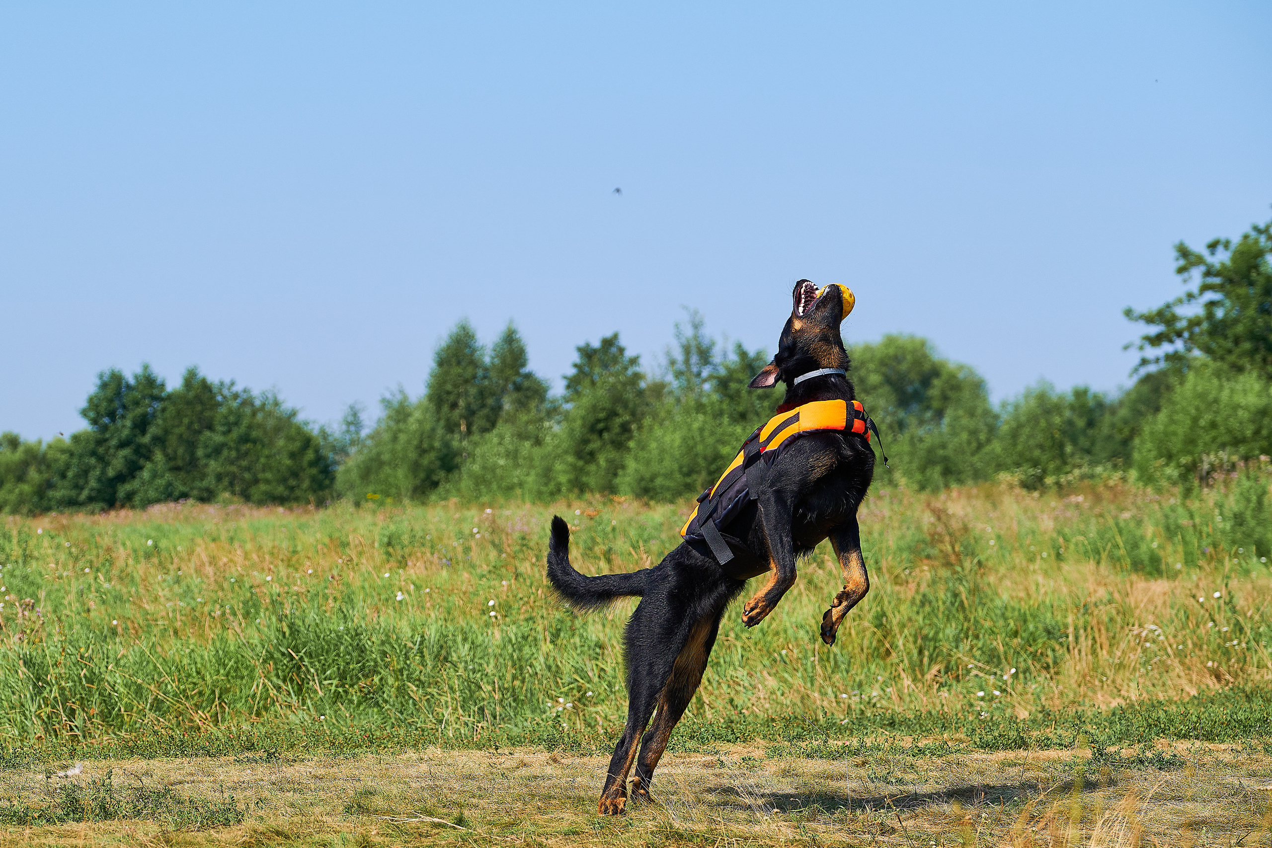 ПроХвостики. Семейный портретный свадебный фотограф Дмитрий Тимченко. Студия / фото