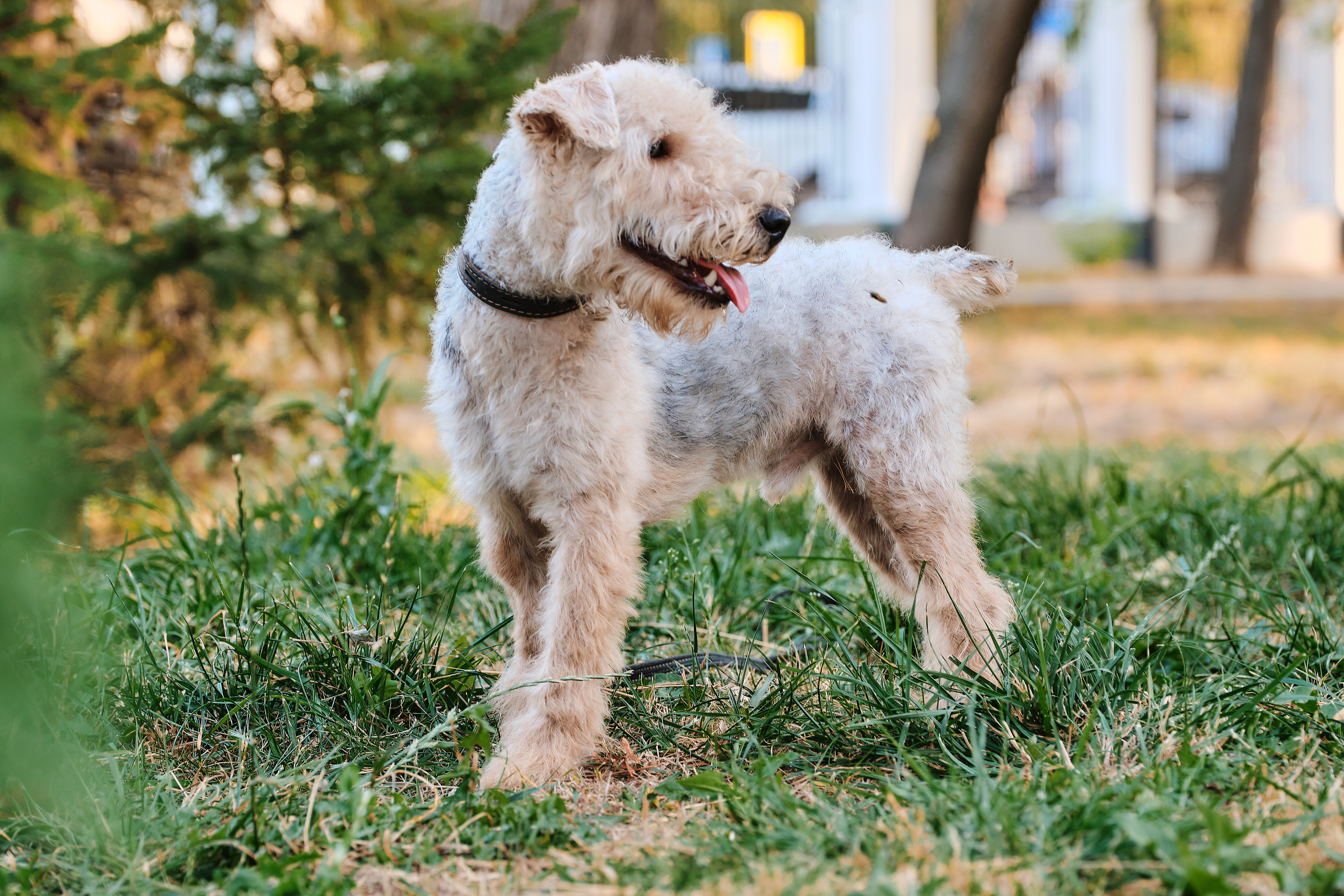 ПроХвостики. Семейный портретный свадебный фотограф Дмитрий Тимченко. Студия / фото