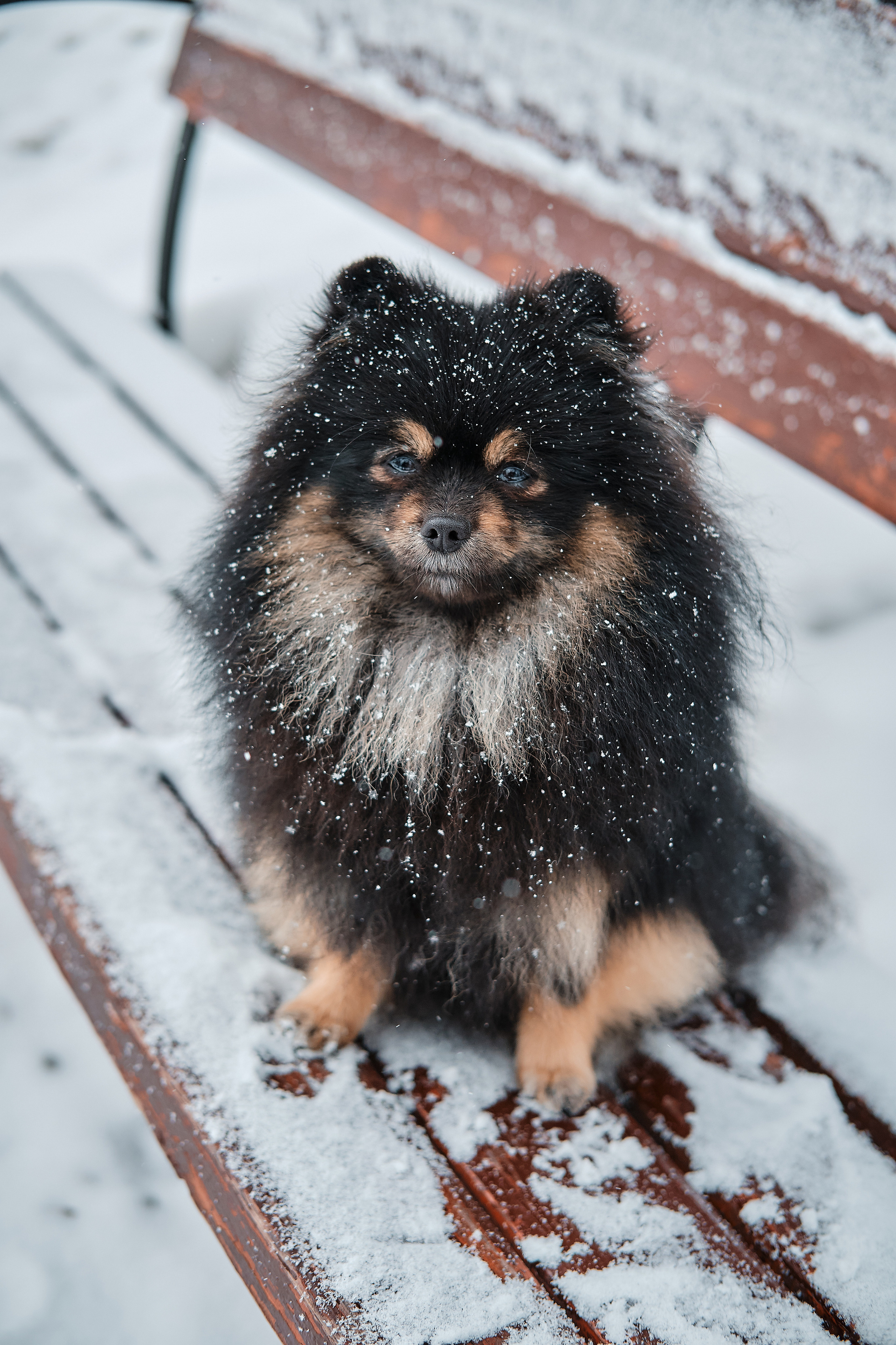 ПроХвостики. Семейный портретный свадебный фотограф Дмитрий Тимченко. Студия / фото
