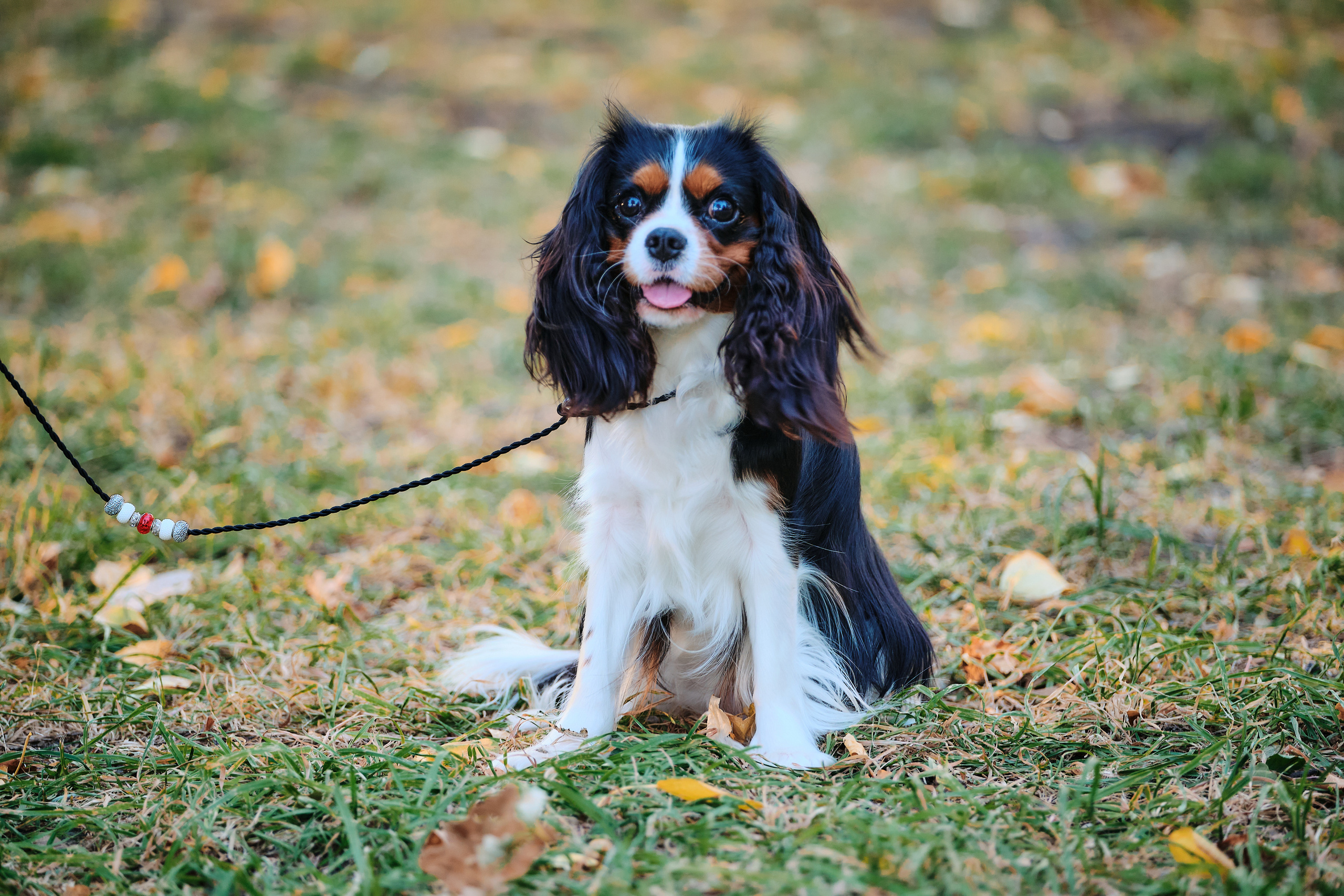 ПроХвостики. Семейный портретный свадебный фотограф Дмитрий Тимченко. Студия / фото
