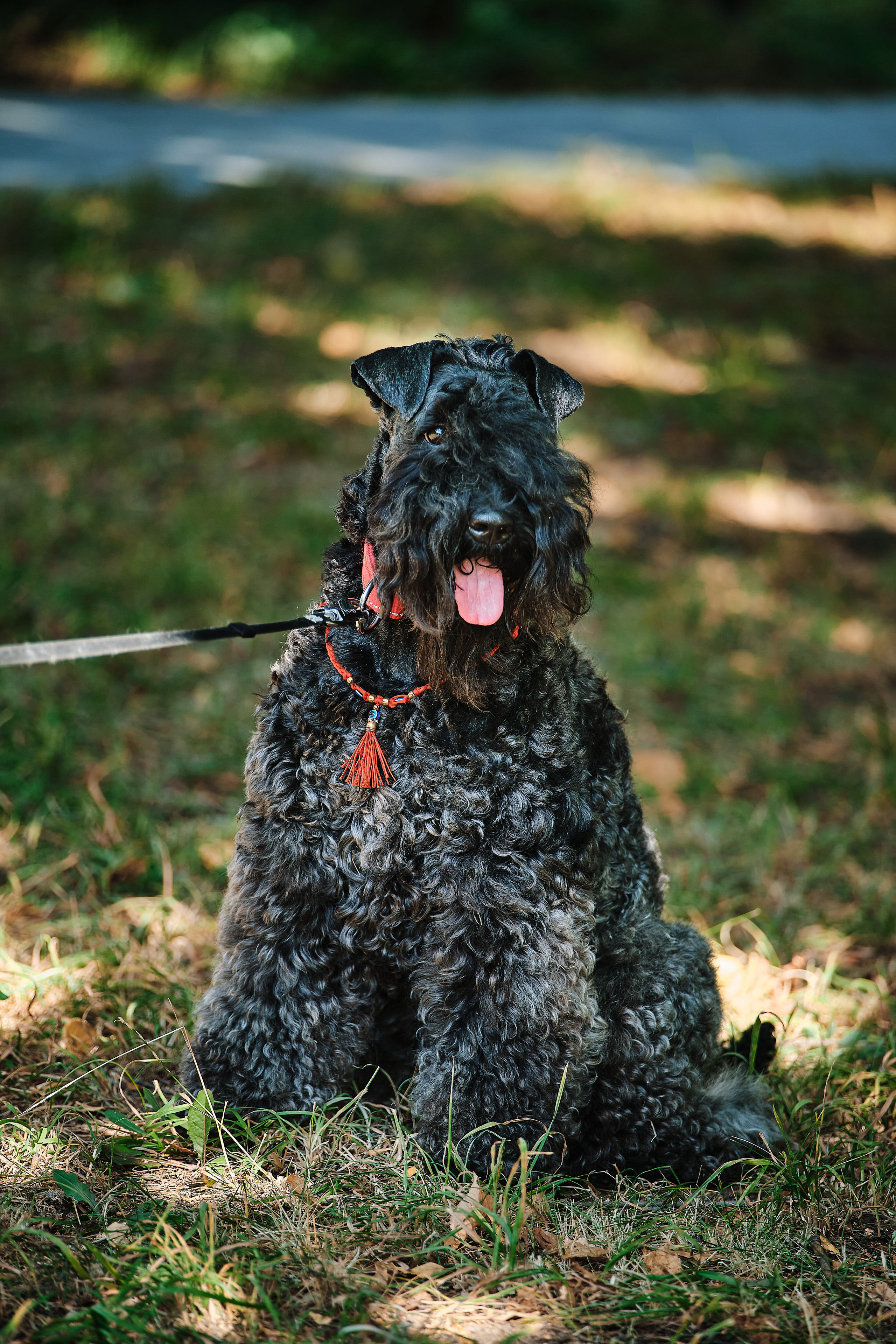ПроХвостики. Семейный портретный свадебный фотограф Дмитрий Тимченко. Студия / фото