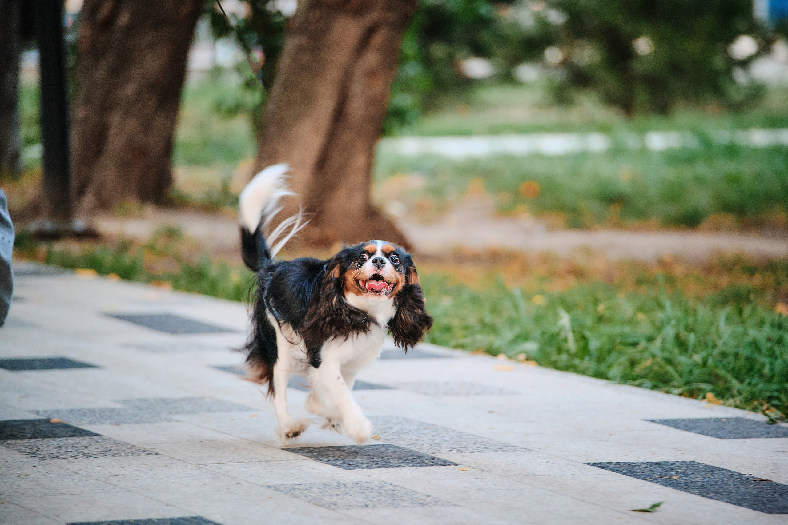 ПроХвостики. Семейный портретный свадебный фотограф Дмитрий Тимченко. Студия / фото