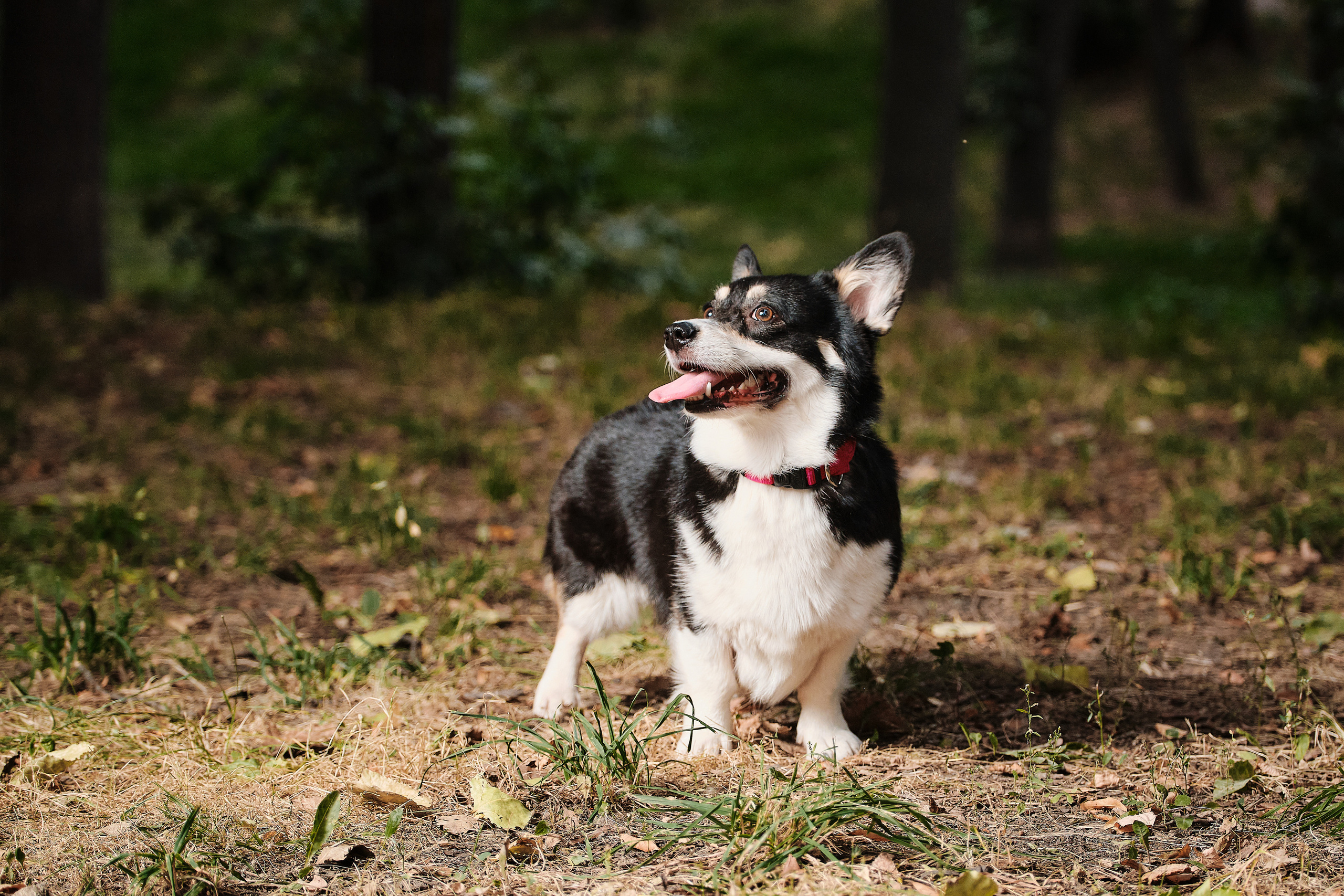 ПроХвостики. Семейный портретный свадебный фотограф Дмитрий Тимченко. Студия / фото