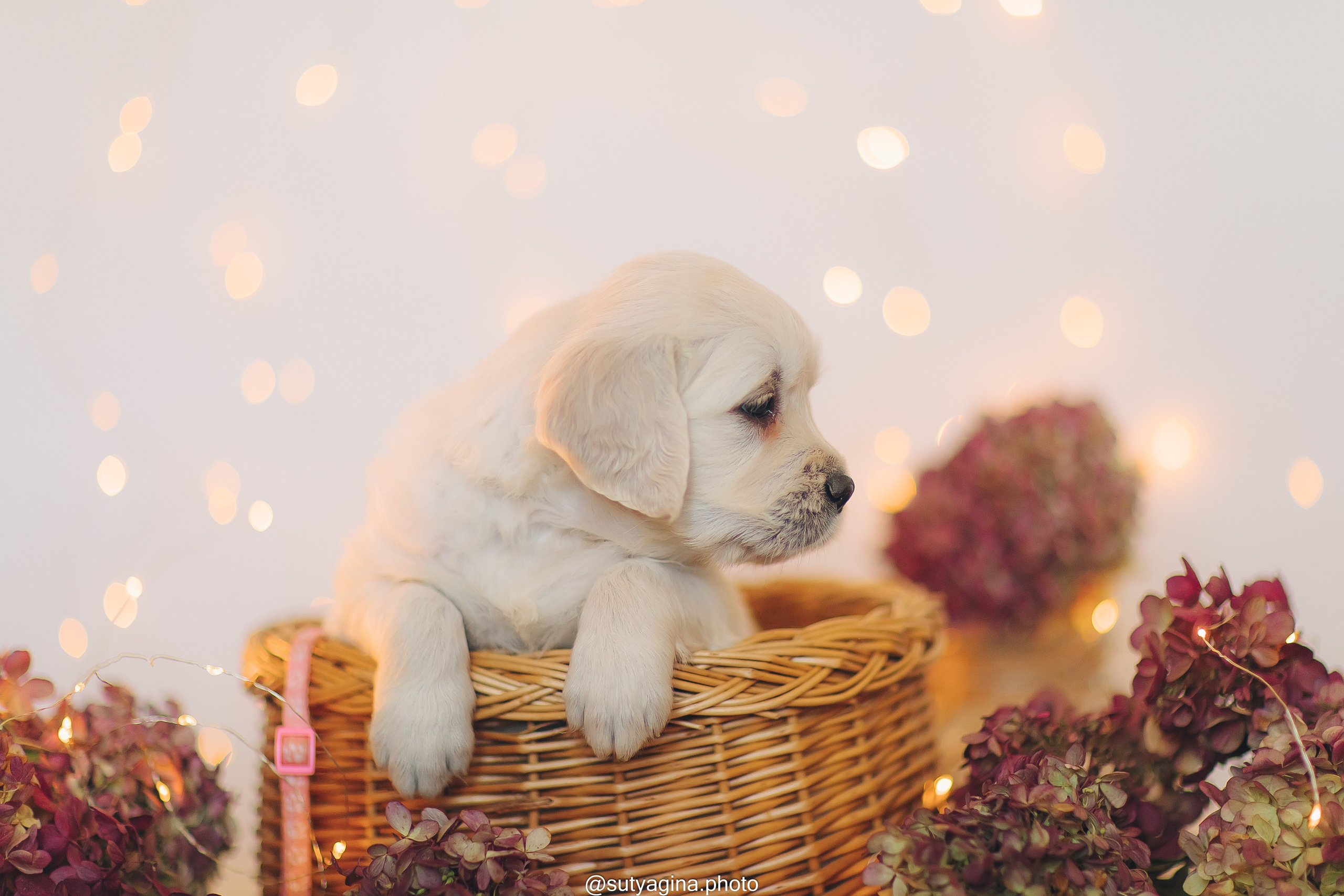 Белая лента. Свадебный и женский фотограф