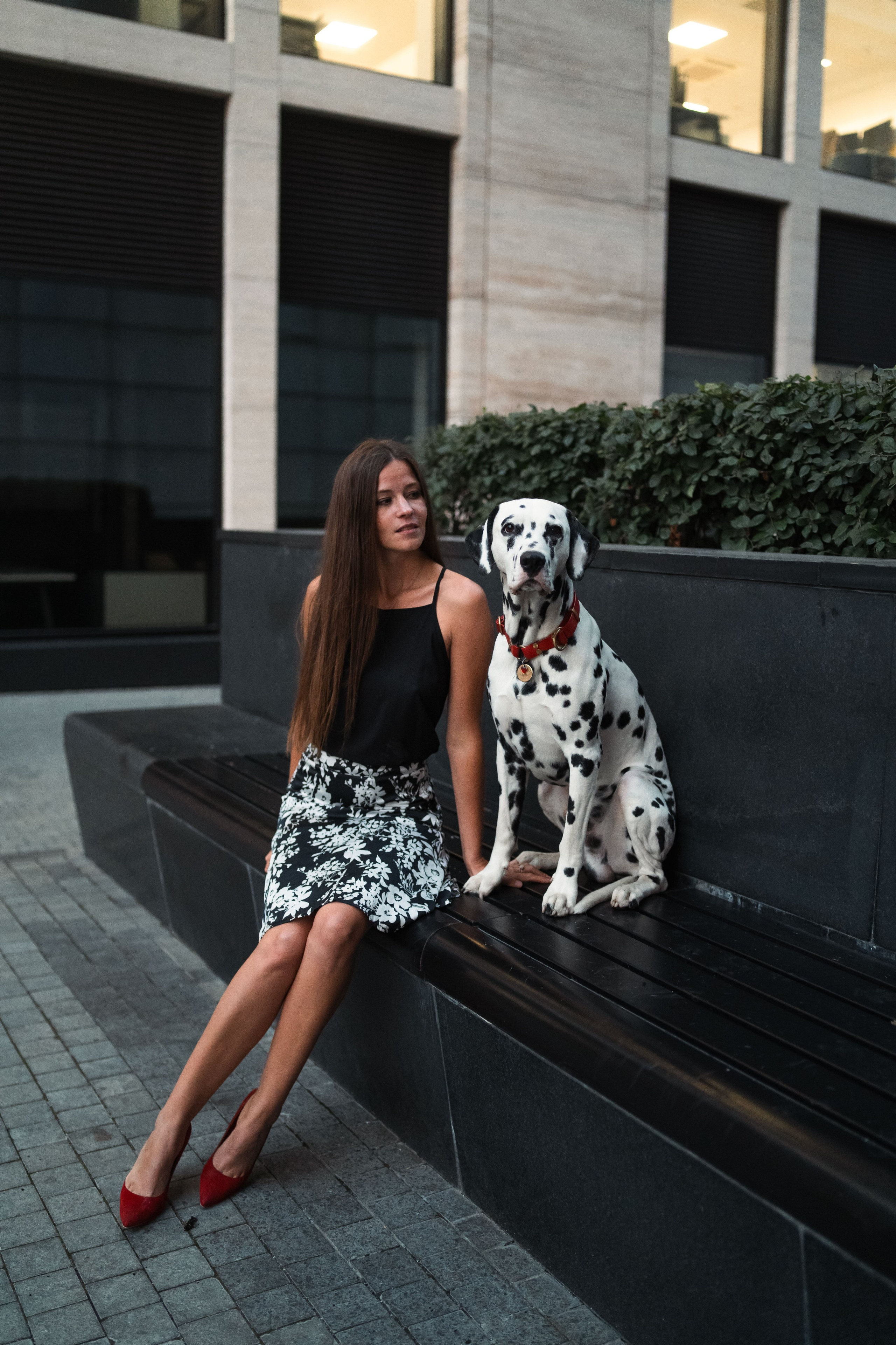 1 Далматин. Фотограф анималист