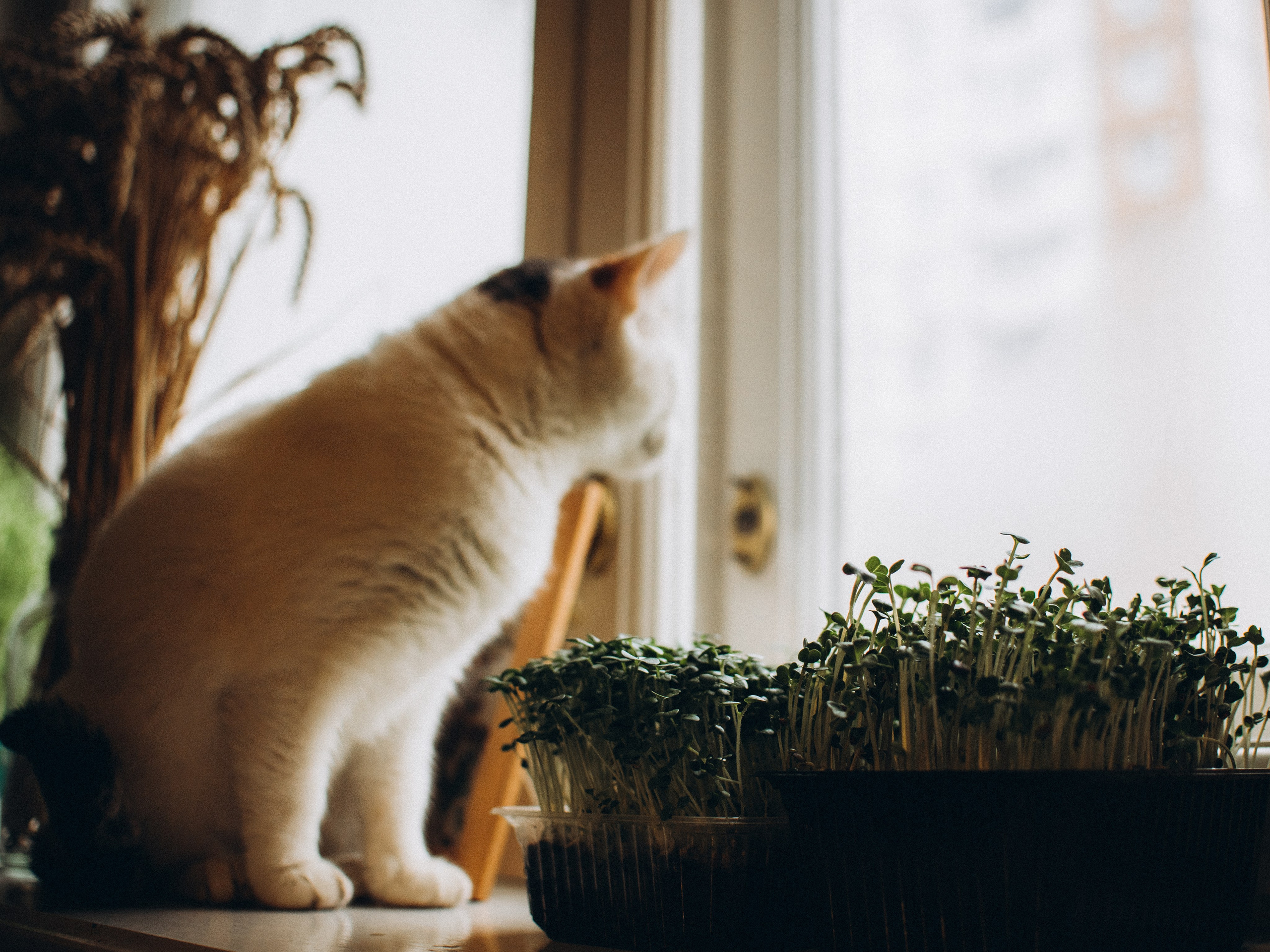 Лена Громова. Фотограф Любовь Подосенова Липецк|Воронеж