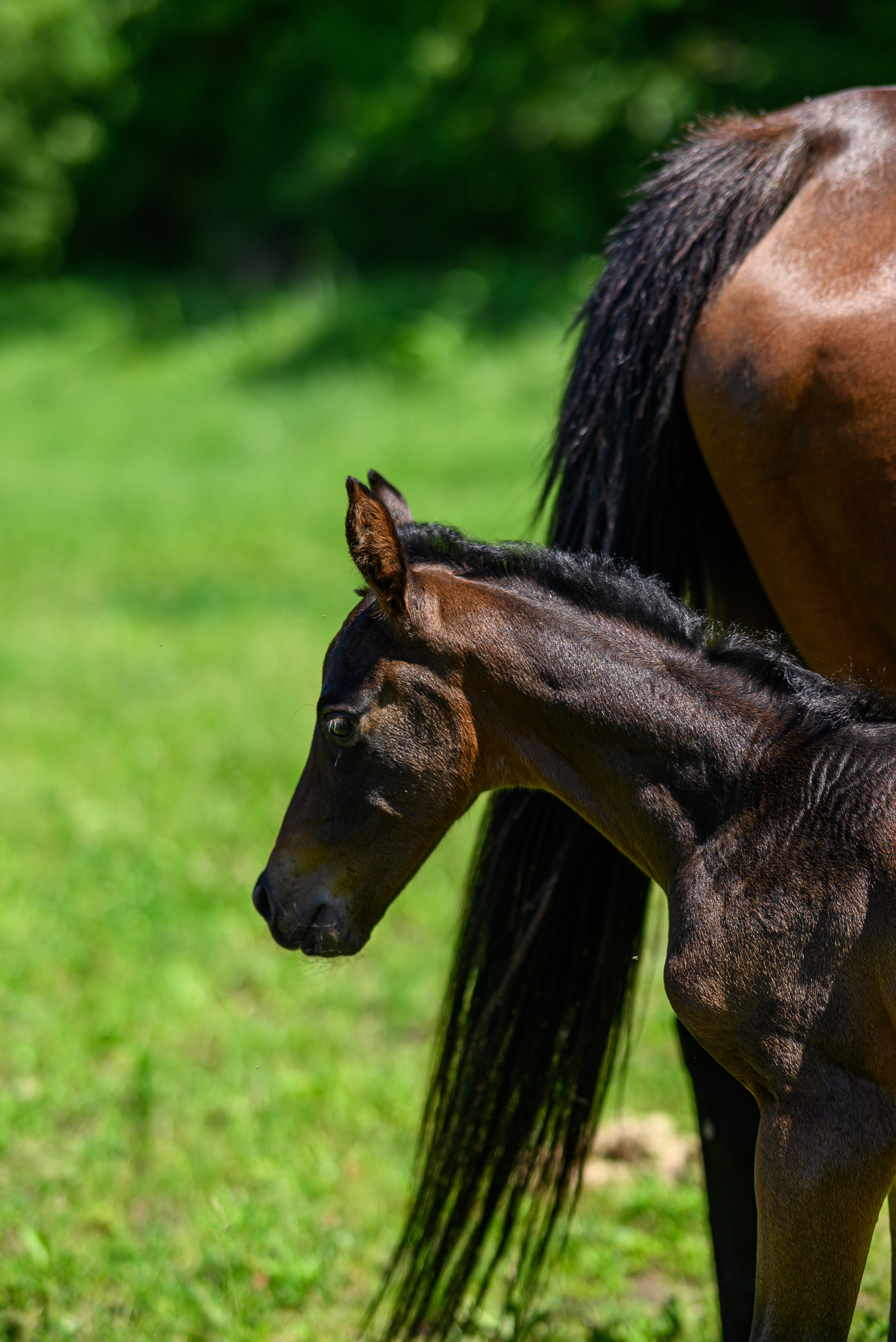Съёмки с лошадьми. Фотограф Краснодар Наталья Сувит