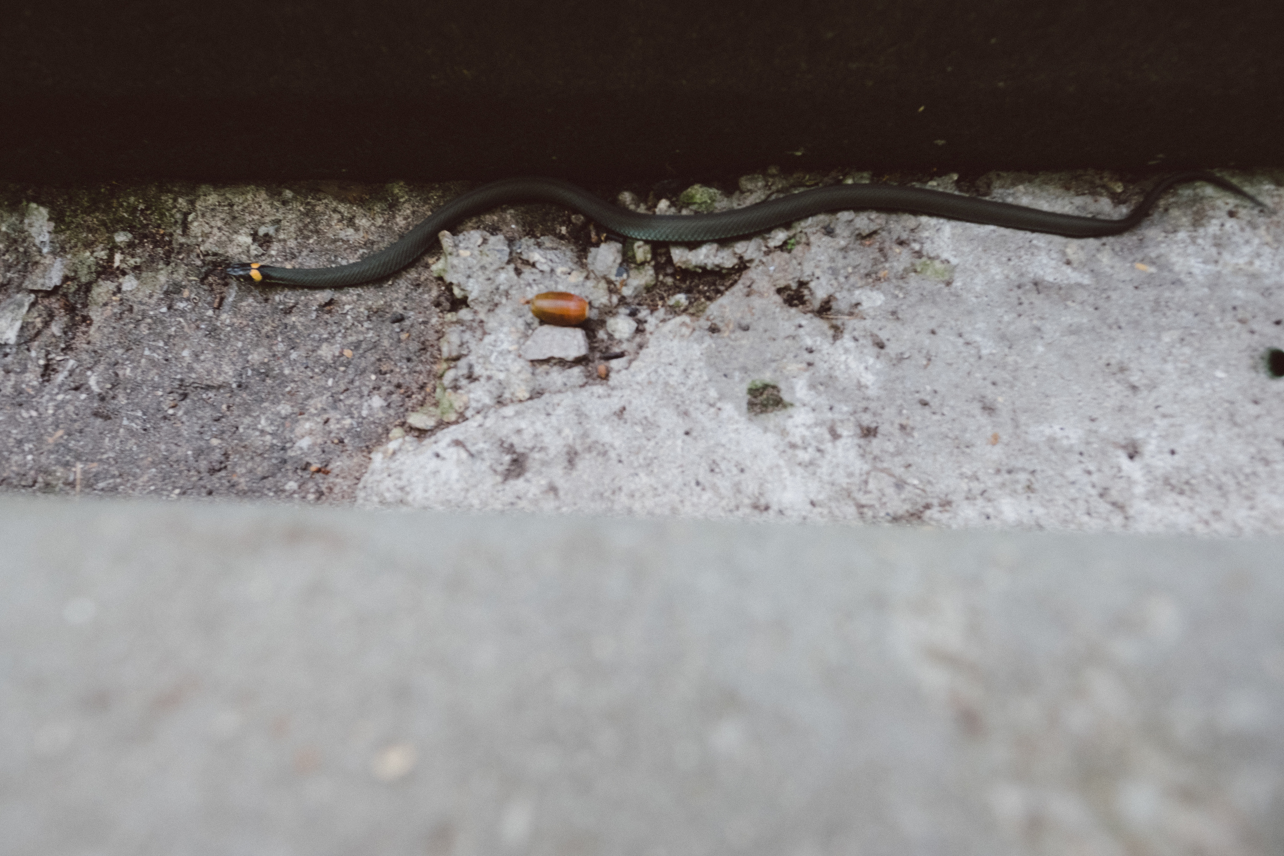 Всем гулять!. Свадебные и семейные фотографы в Москве Максим и Оксана Первомай