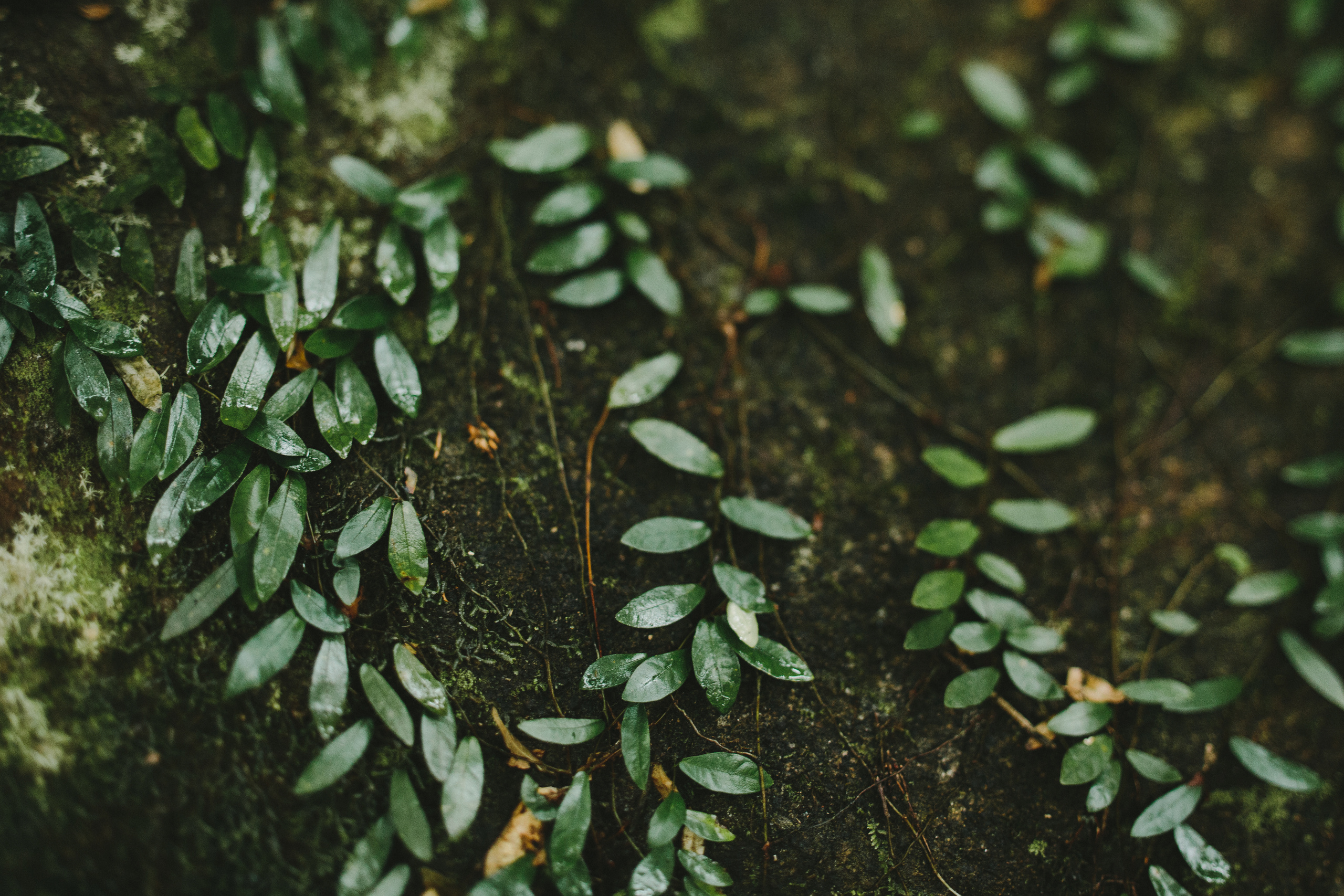 Свадебные и семейные фотографы в Москве Максим и Оксана Первомай