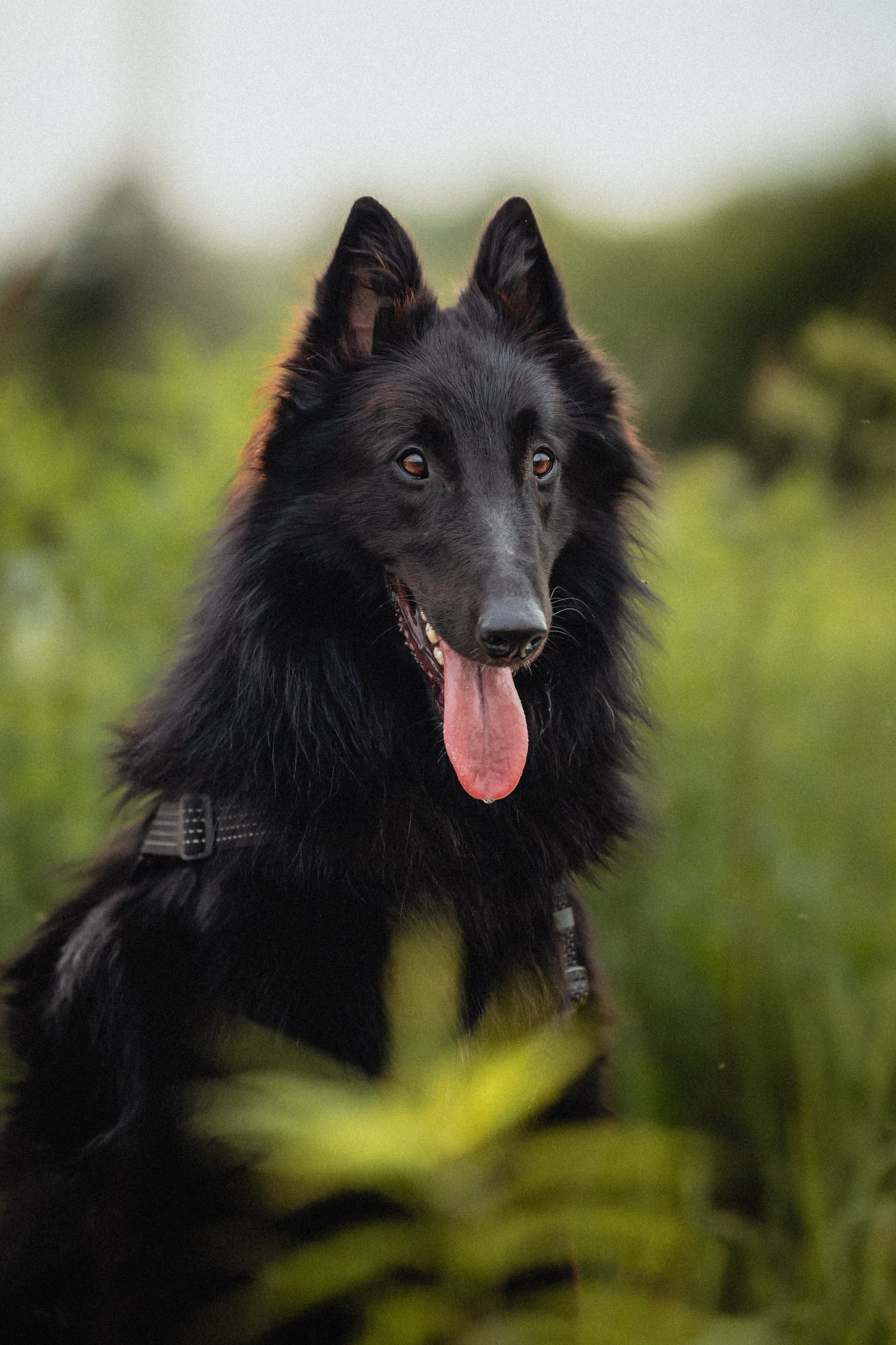 Выездной дог-тренинг от школы «Шерсть имею»