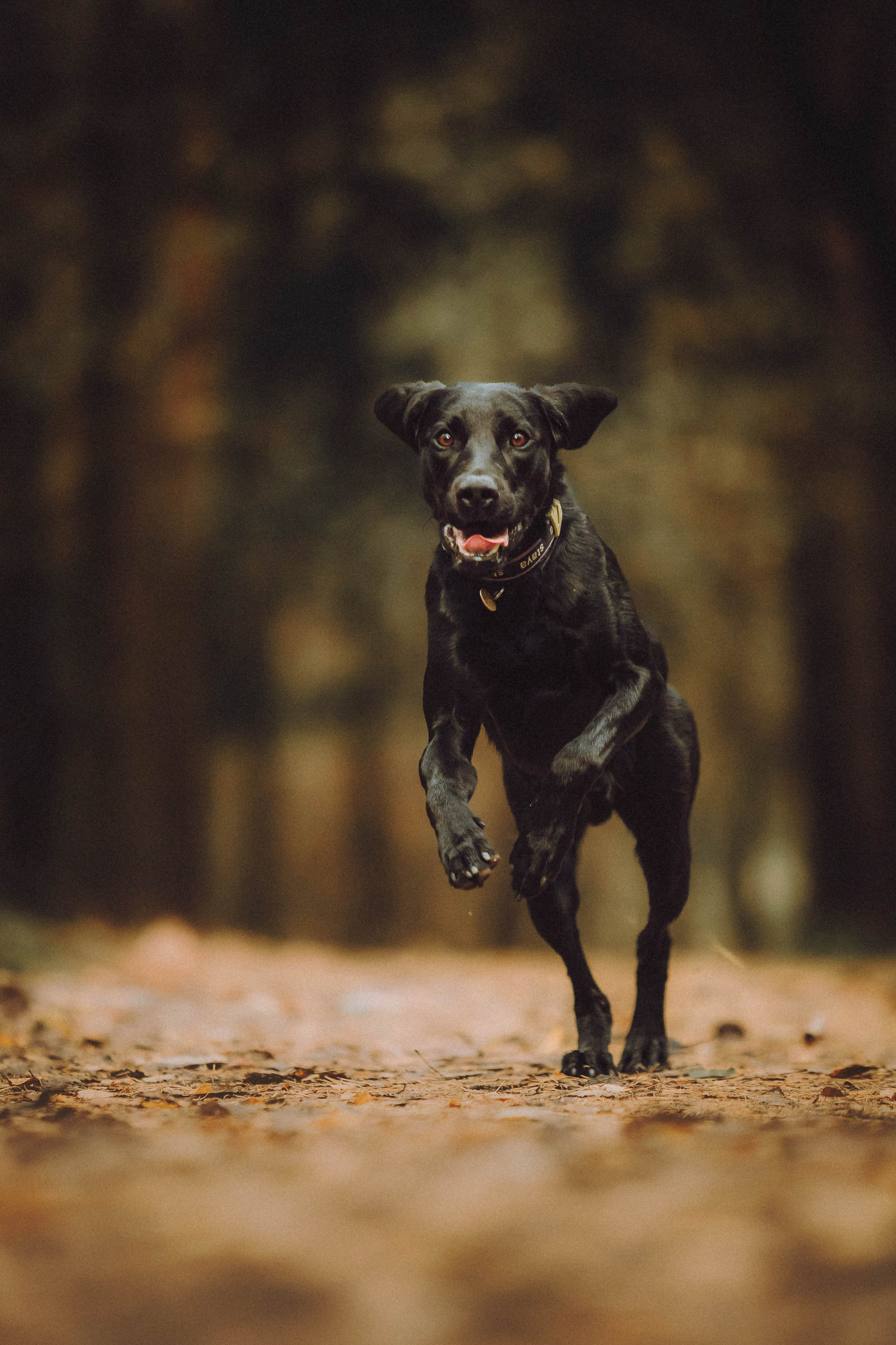 Аня, Нео и Луна