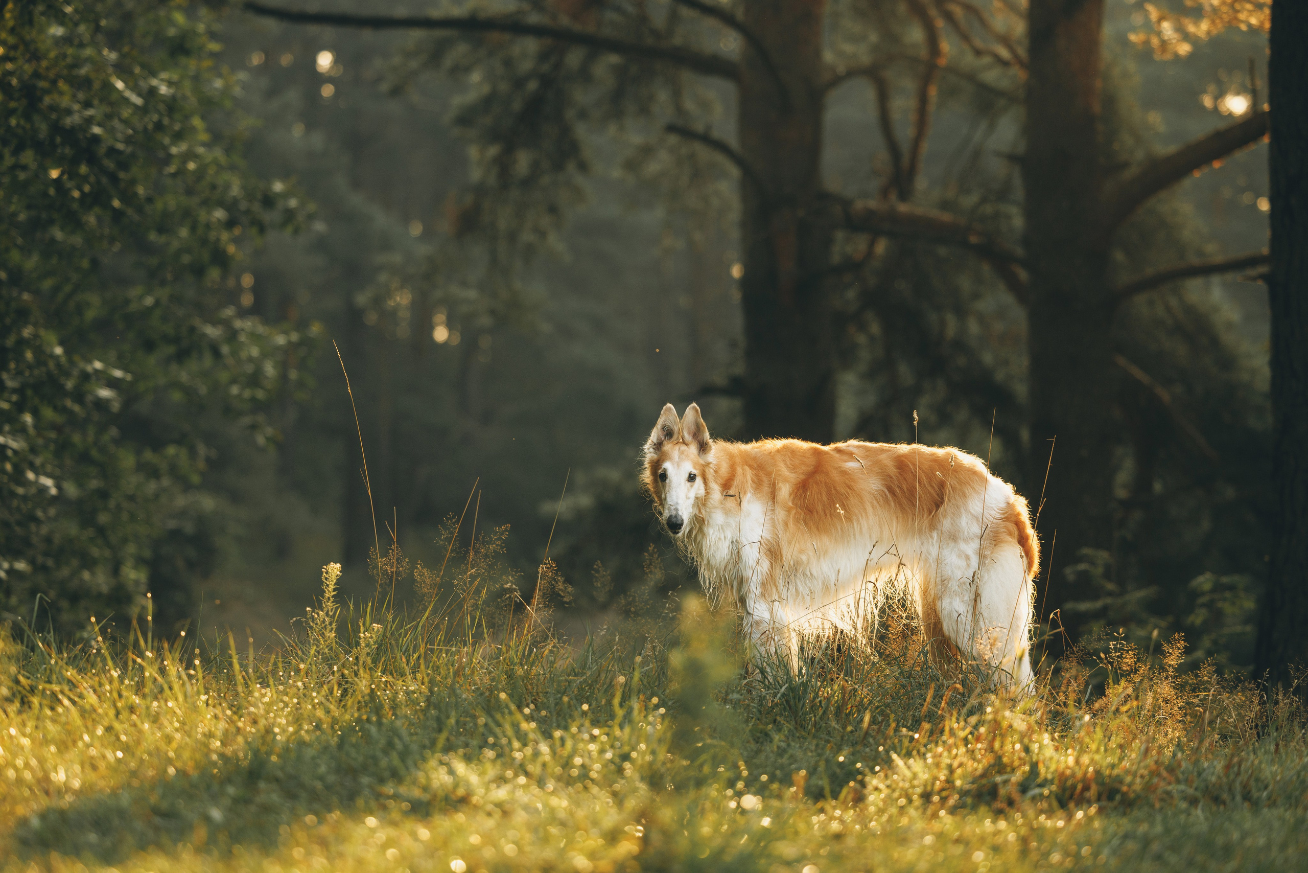 Сергей, Оксана и Жара. Фотограф анималист Осипчикова Мария