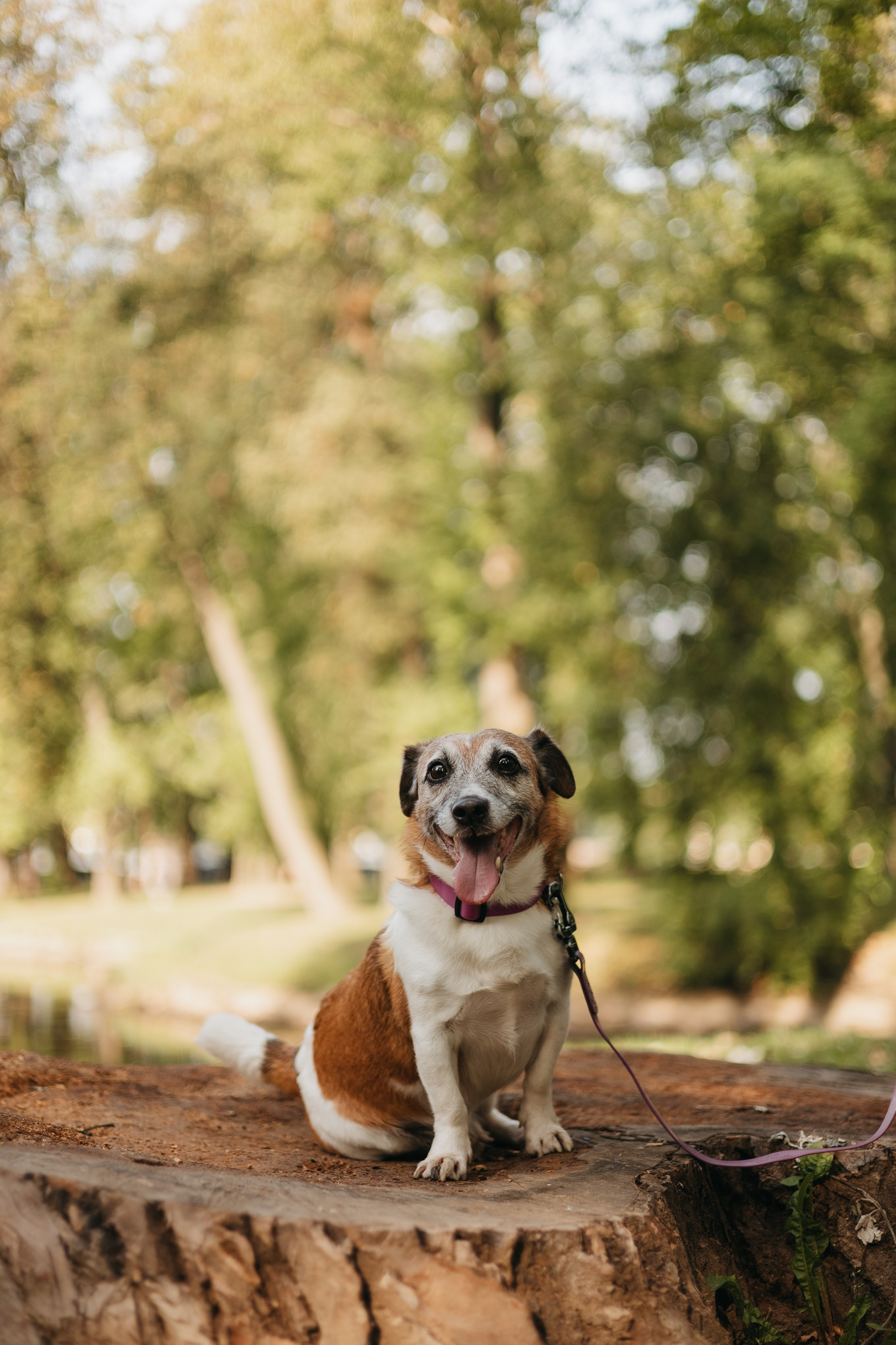 Ольга и Елена, Баркли и Шерлок. Фотограф животных Евгения Верцинская