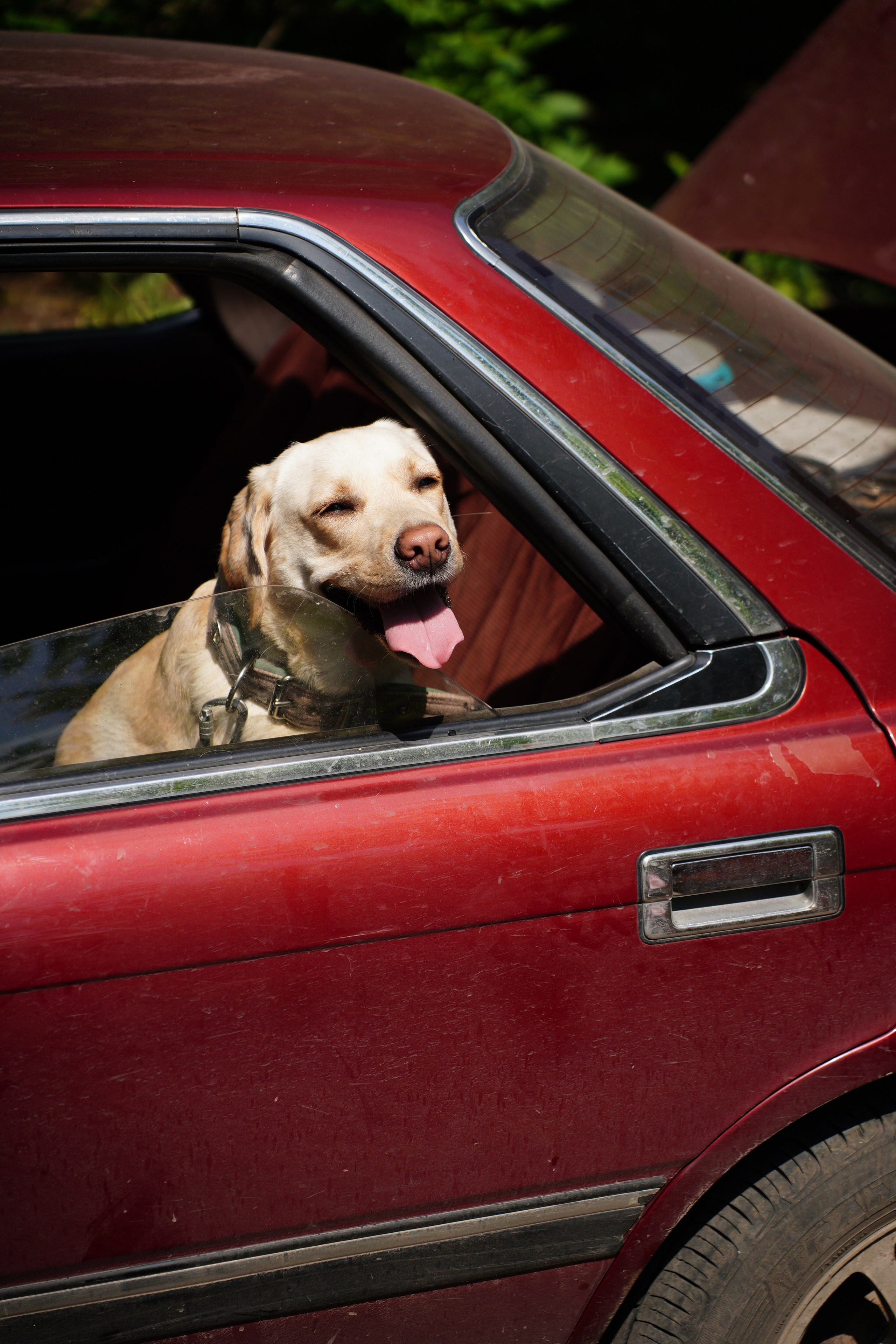 «Вело-Ящерка» Кроскантри соревнования. Pupov.png