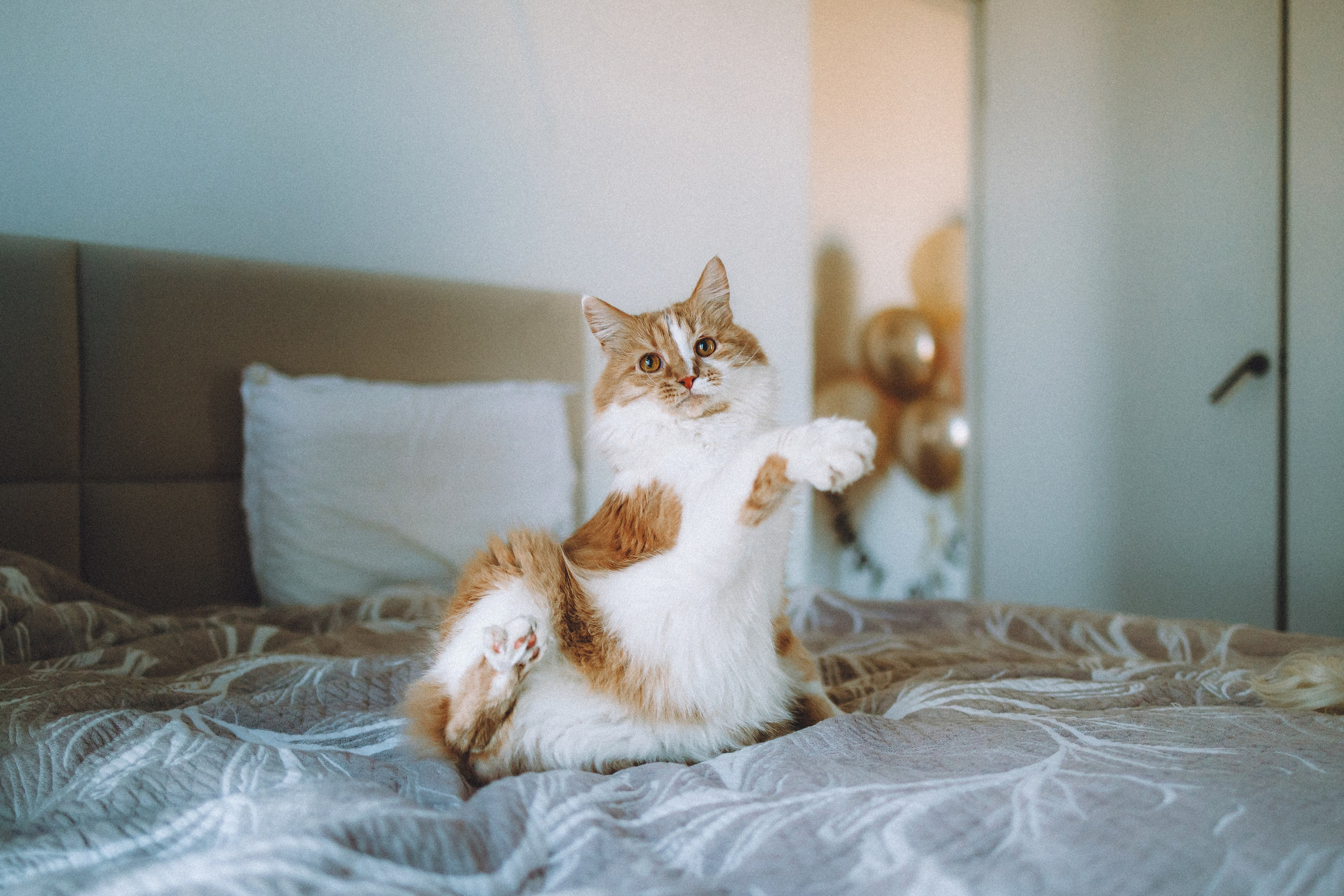 День Рождения Шу