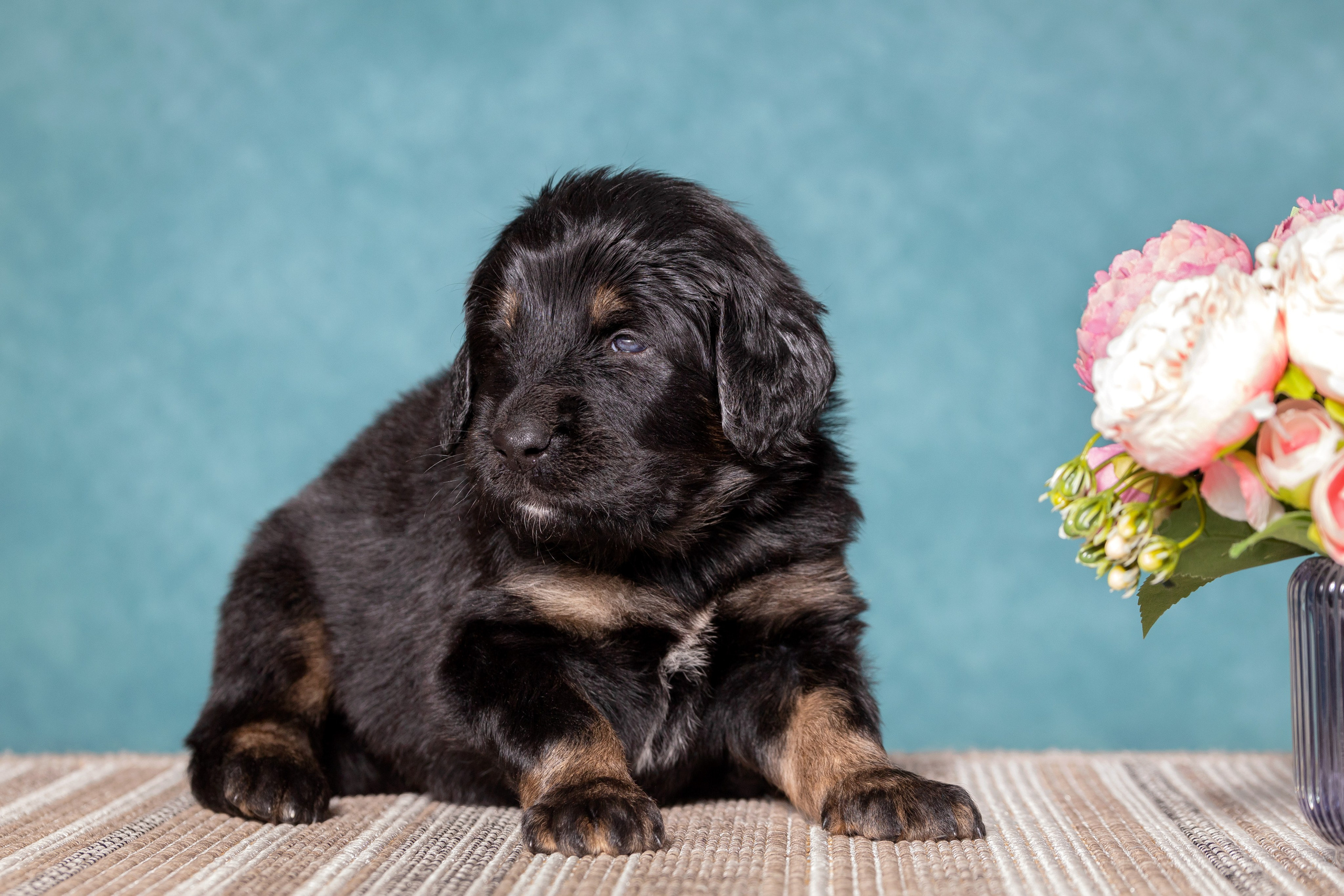 Тибетский мастиф. Юлия Микульская. Рыбинск