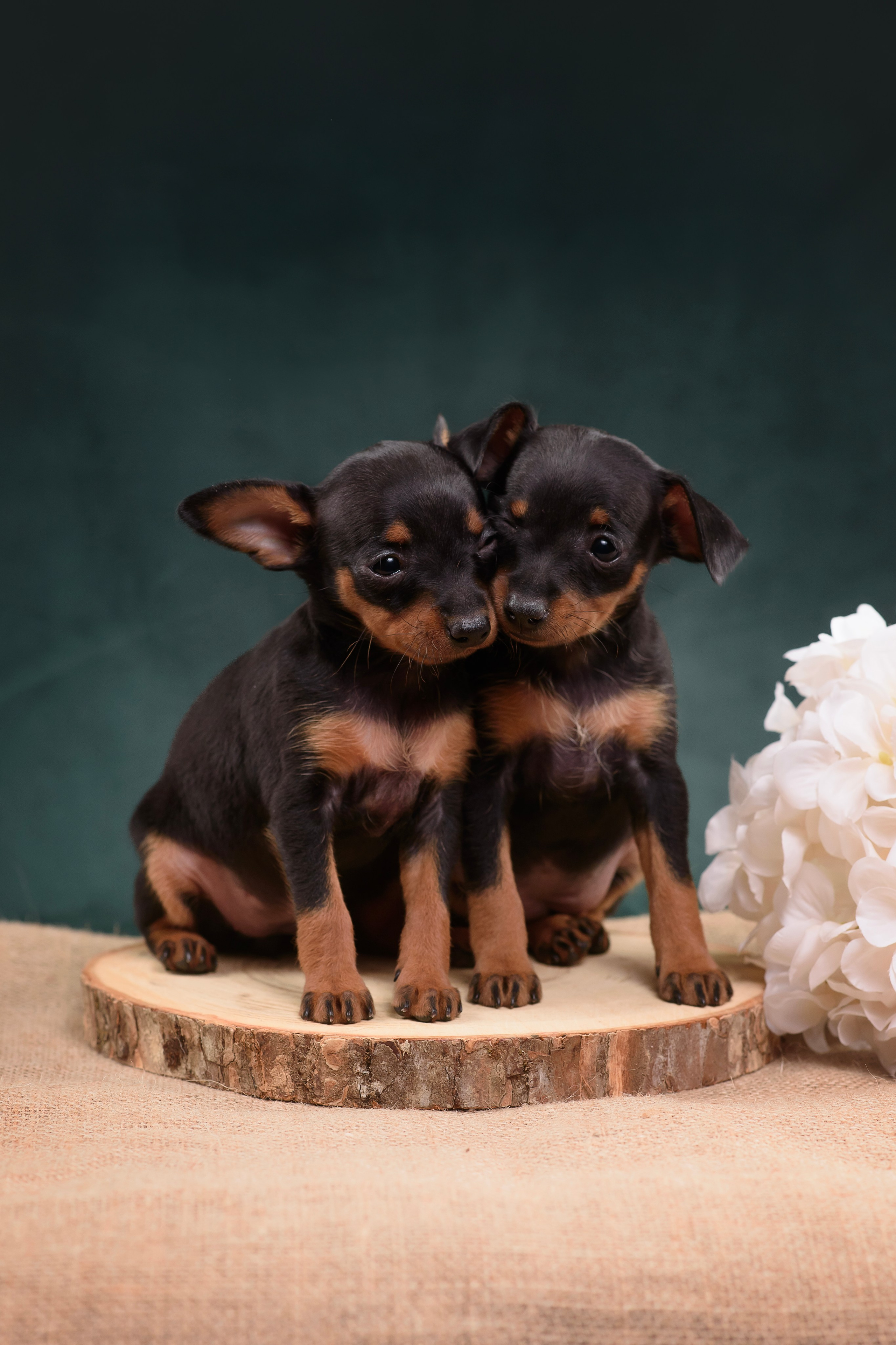 Щенки Пражского крысарика — 19.10.2025. Фотограф — Анималист | Анна Абрамова