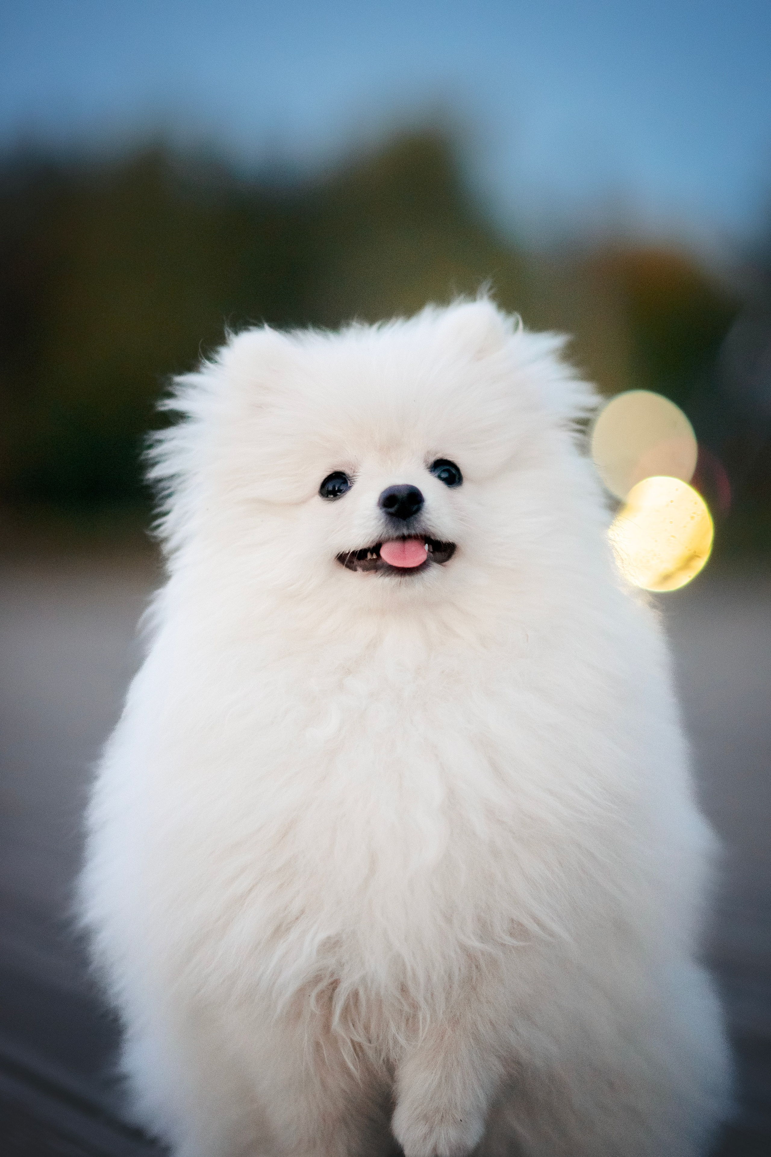 Малый немецкий шпиц — 18.09.2025. Фотограф — Анималист | Анна Абрамова