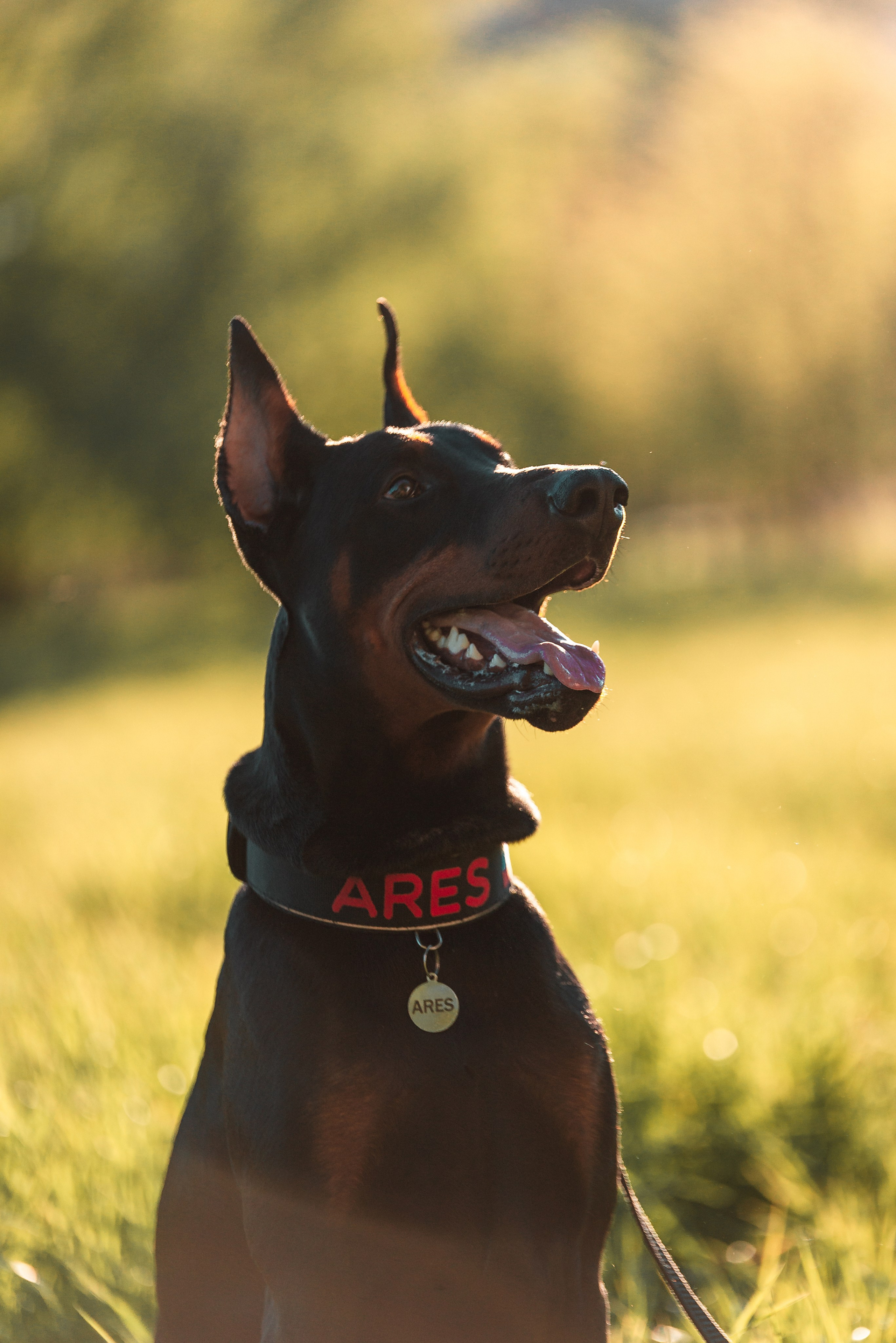 Юля, Андрей и Арес. Фотограф-анималист Анастасия Парфенова|Екатеринбург