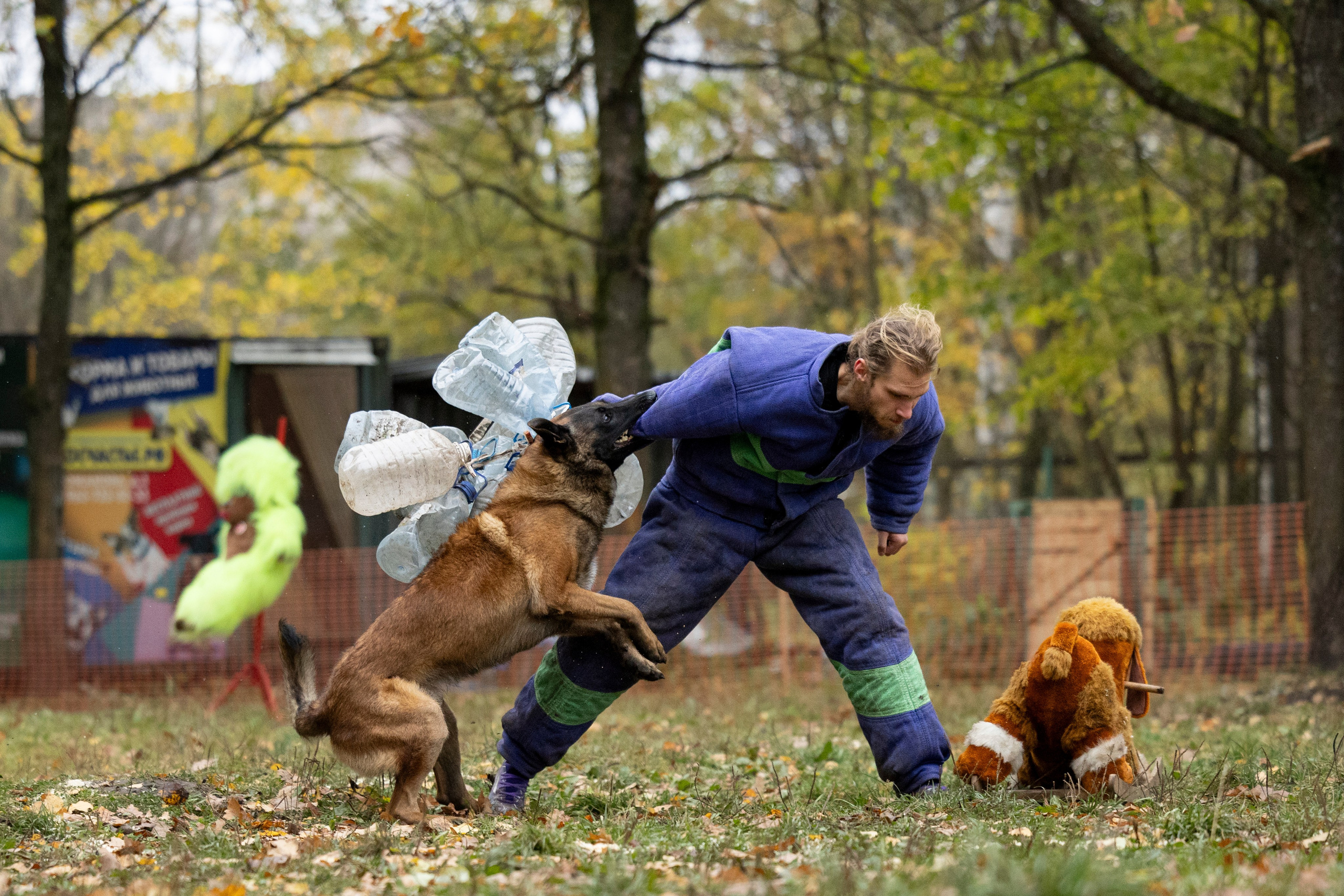 Соревнования по Мондьорингу г. Вологда. Фотограф-анималист Анна Маринич