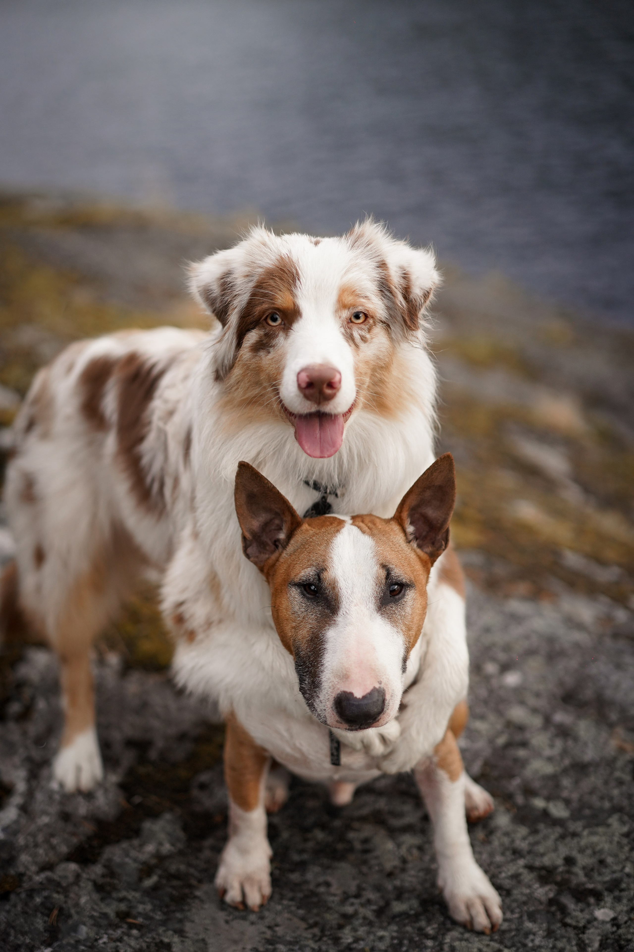 Панда и Юни в Карелии. Фотограф-анималист в Санкт-Петербурге Яна Мартынова