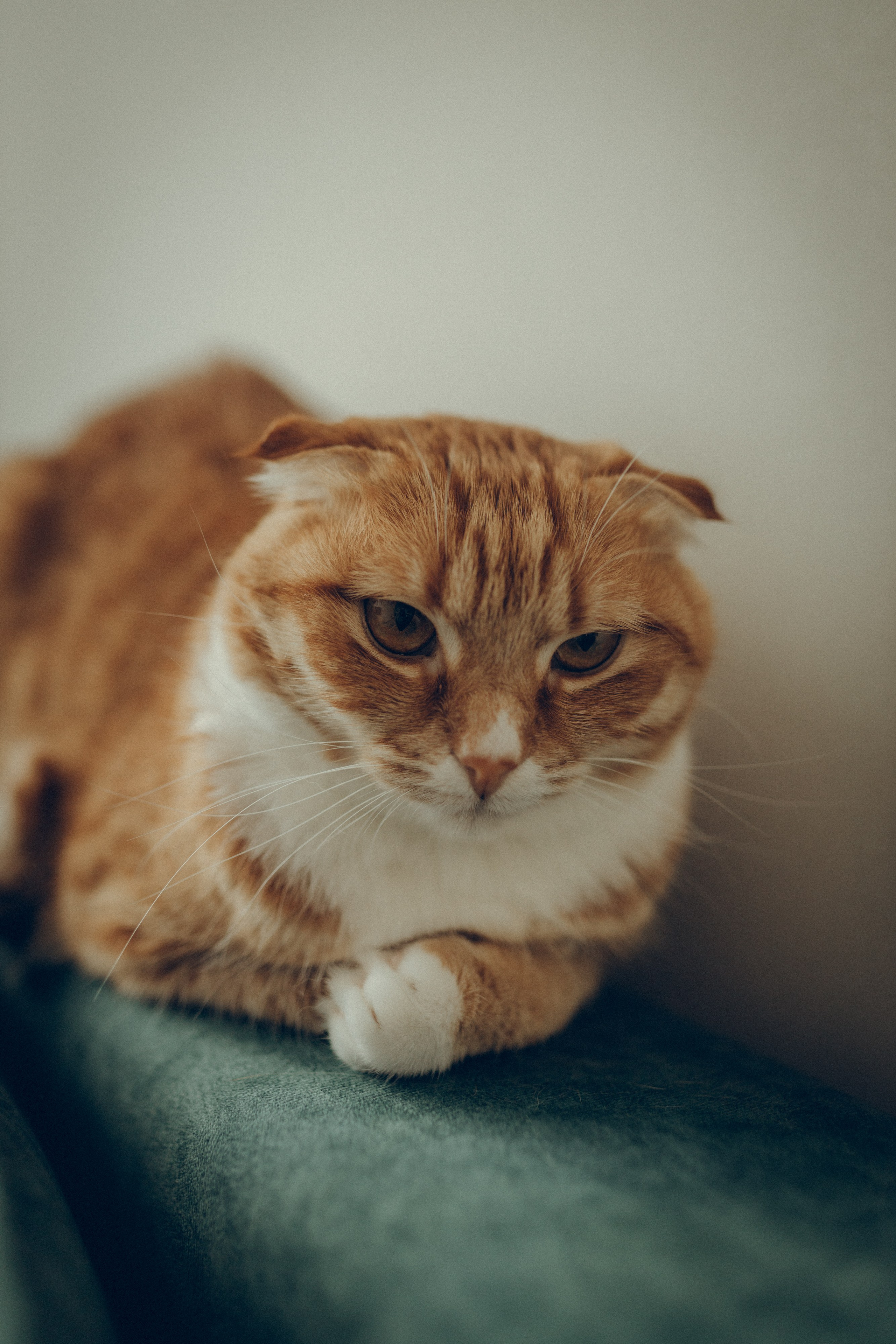 Аня & Кирилл. Семейный фотограф и фотограф на роды в Ростове-на-Дону Мухина Виктория