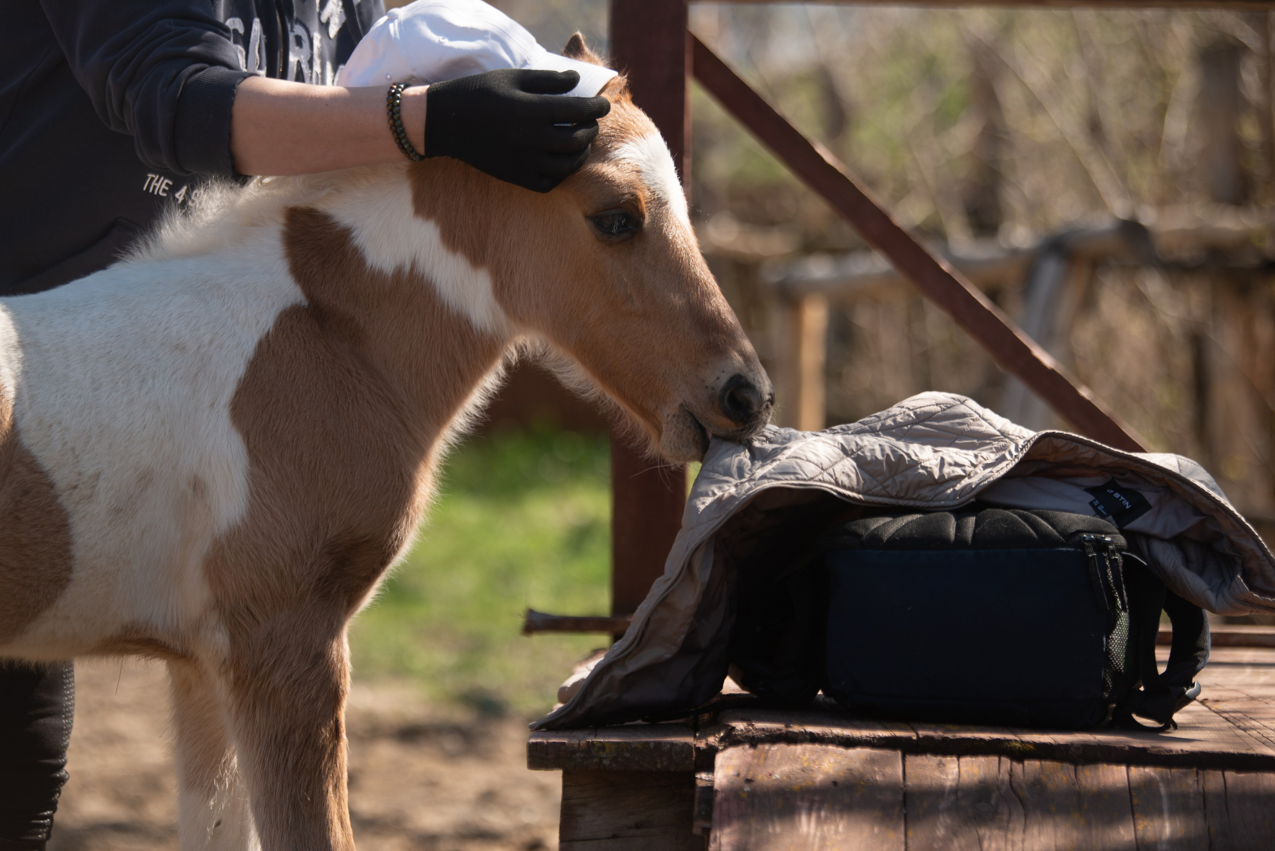 Жеребёнок Митяй. Конный фотограф в Саратове Юлия Иванова