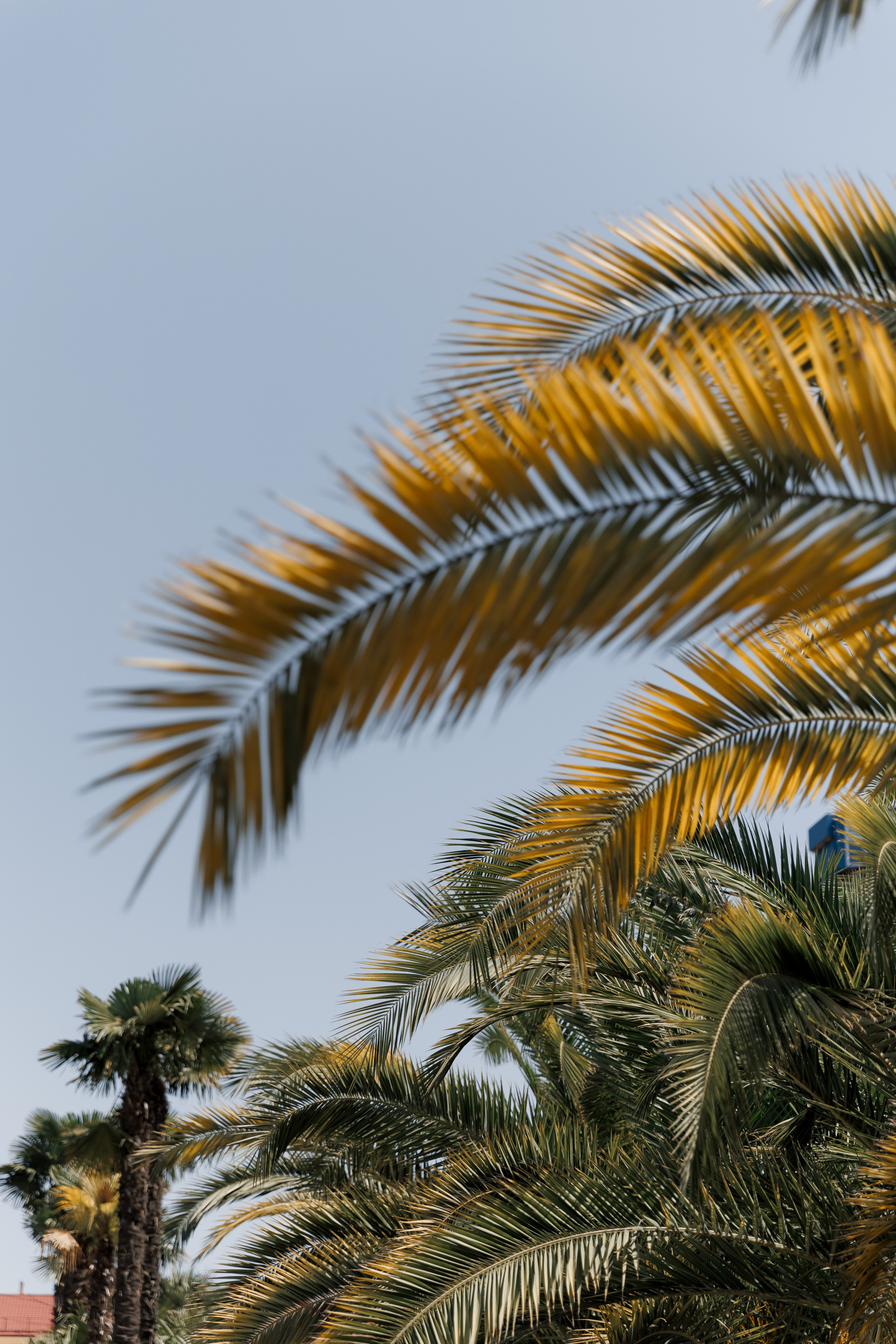 Артур и Кристина, Сочи 24/06/2024. Свадебный  и семейный фотограф в Краснодаре