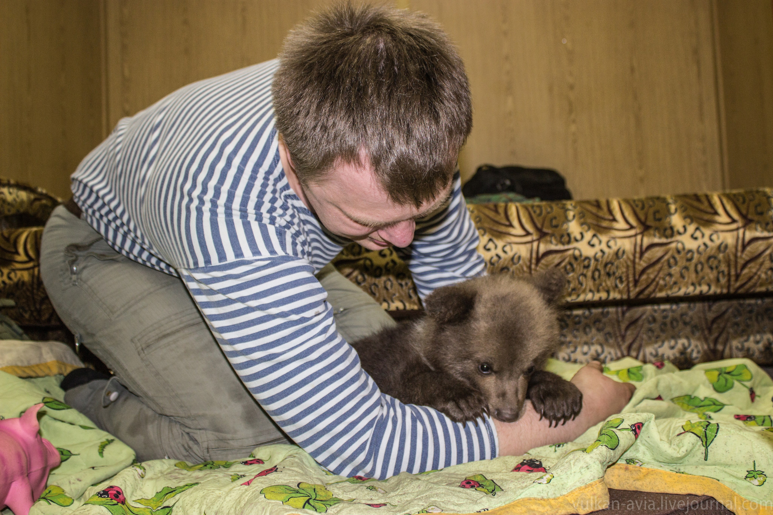 Медведь Мансур. Фотоальбом показывающий увлекательный мир авиации и мир медведей Андрея Иванова