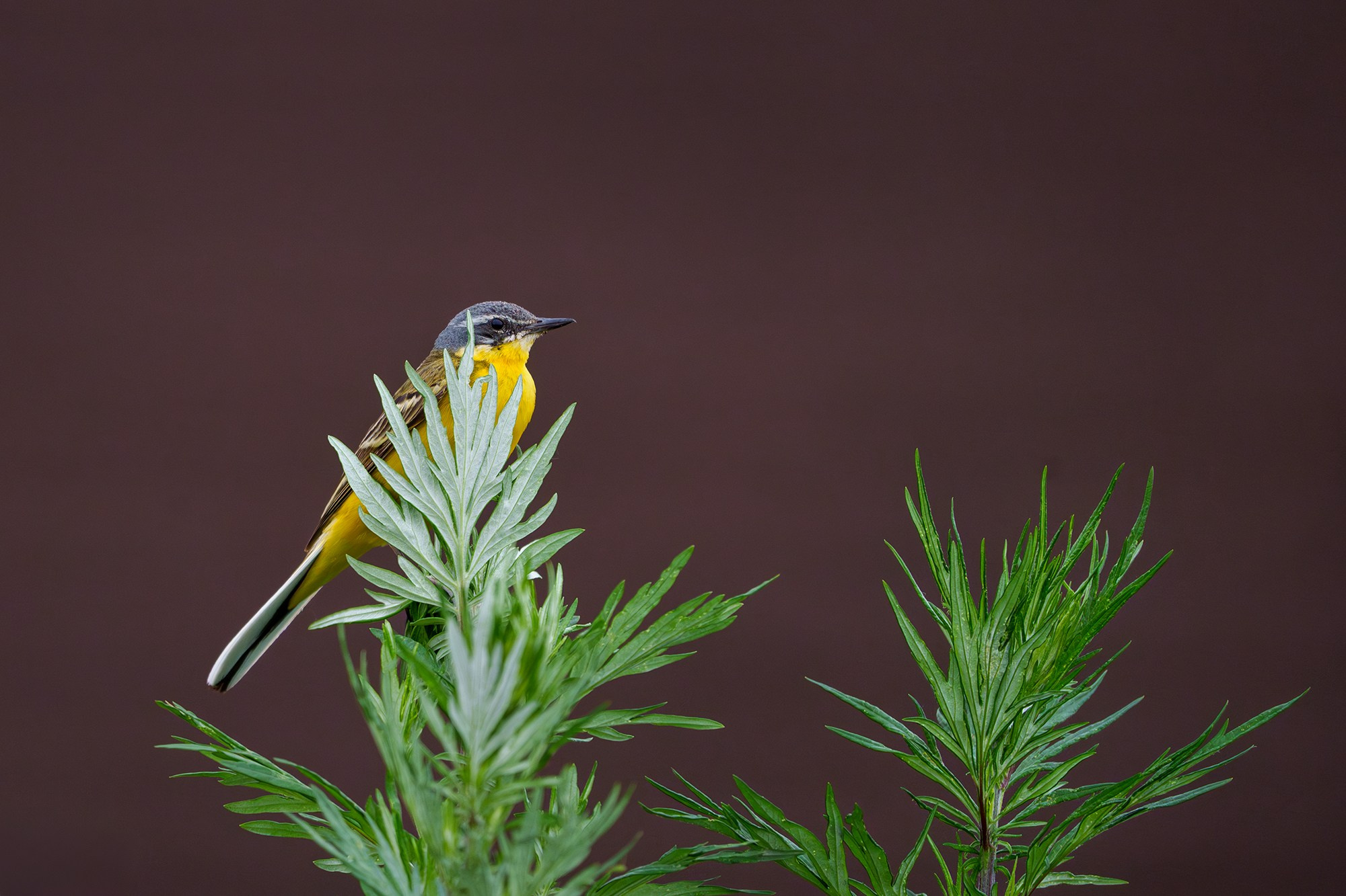 Удивительные мир птиц. Вокруг нас столько прекрасного — присмотритесь!. Ваш личный фотограф Марина Волкова