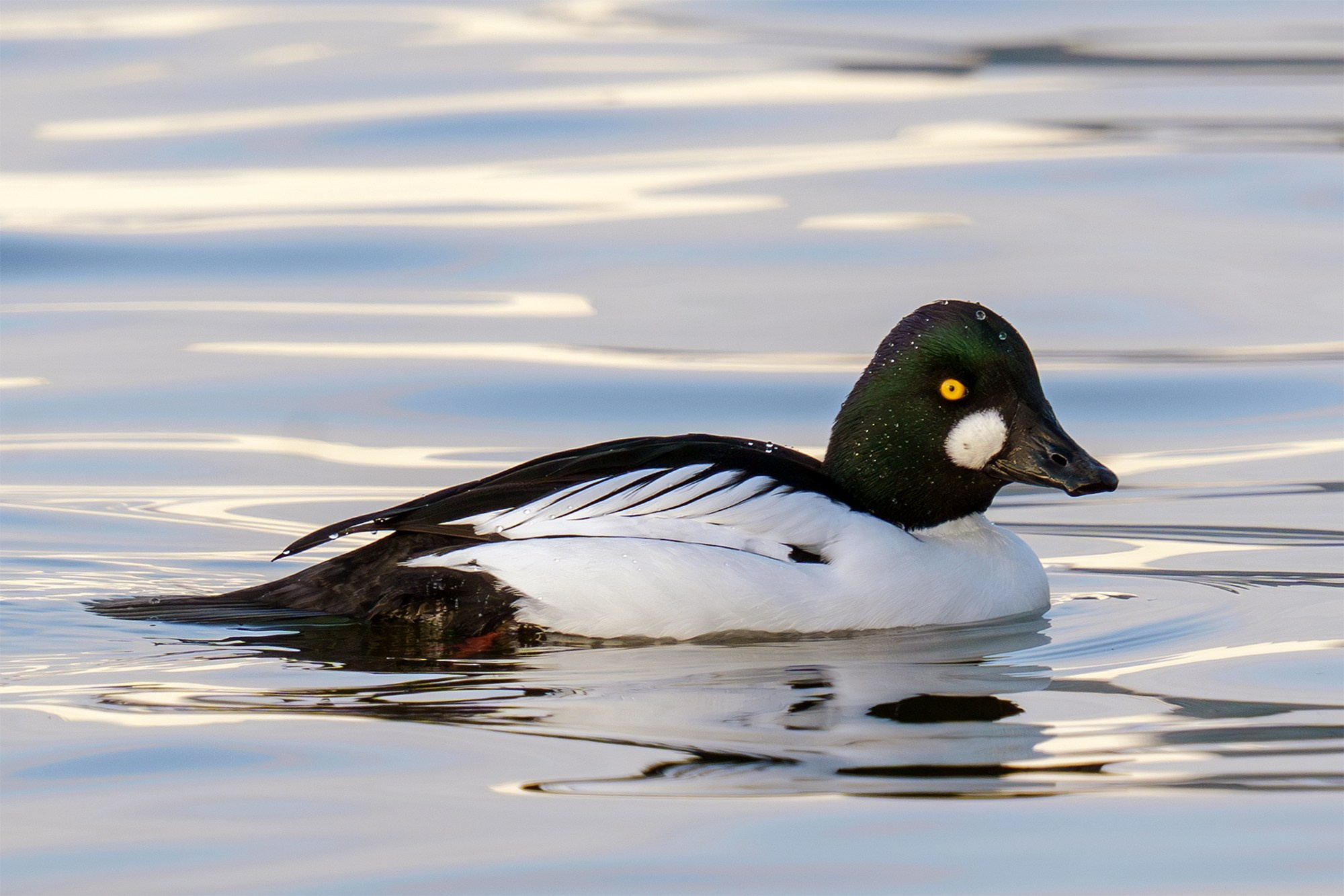 Удивительные мир птиц. Вокруг нас столько прекрасного — присмотритесь!. Ваш личный фотограф Марина Волкова