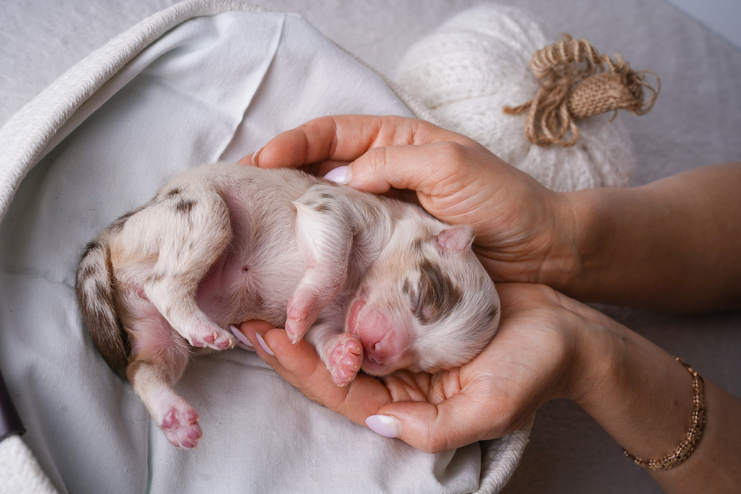 Щенули аусси. Фотограф-анималист в Санкт-Петербурге Яна Мартынова