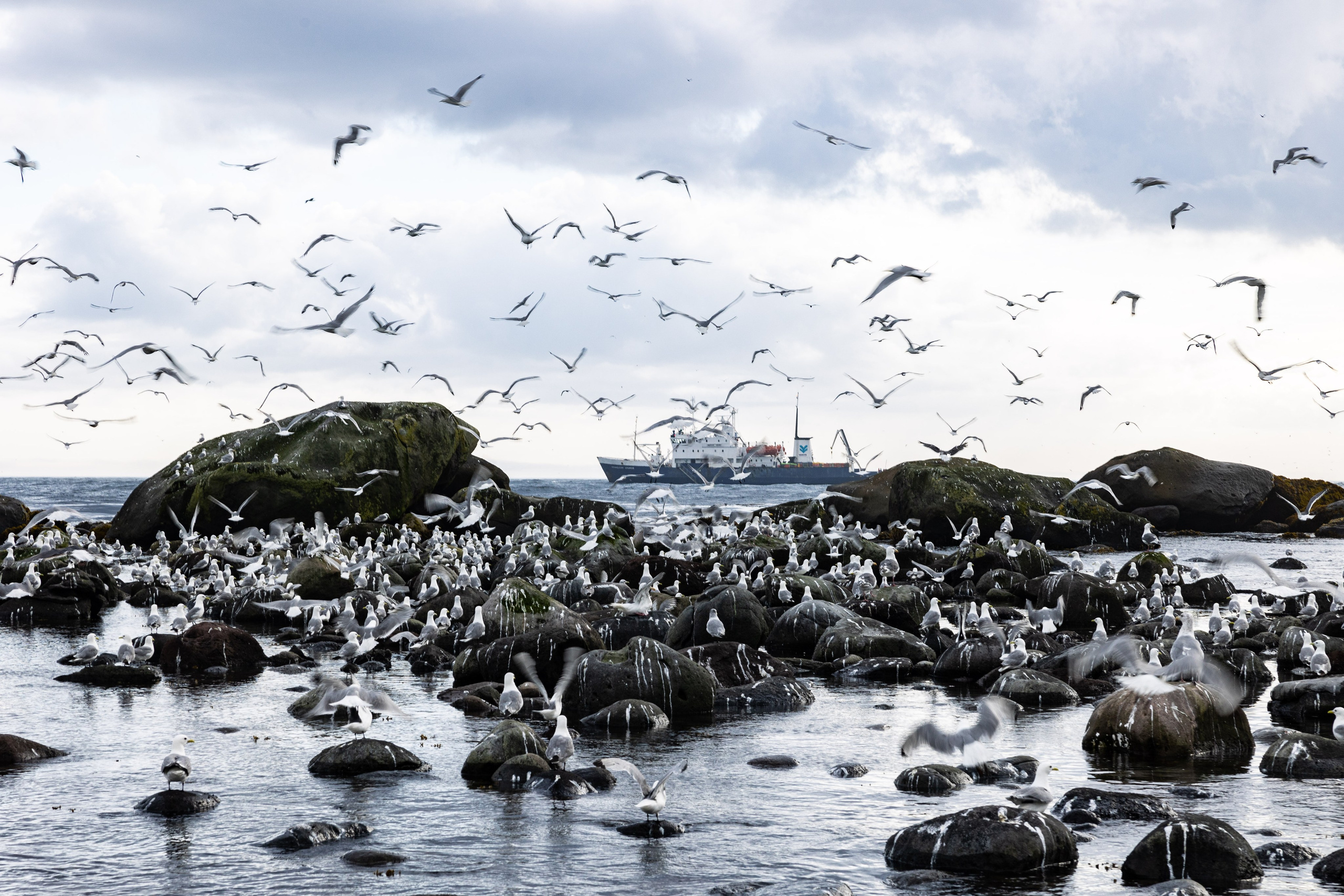 Экспедиция по Северным Курильским островам с Vasta. Фотограф Красная Поляна — Сочи — Москва