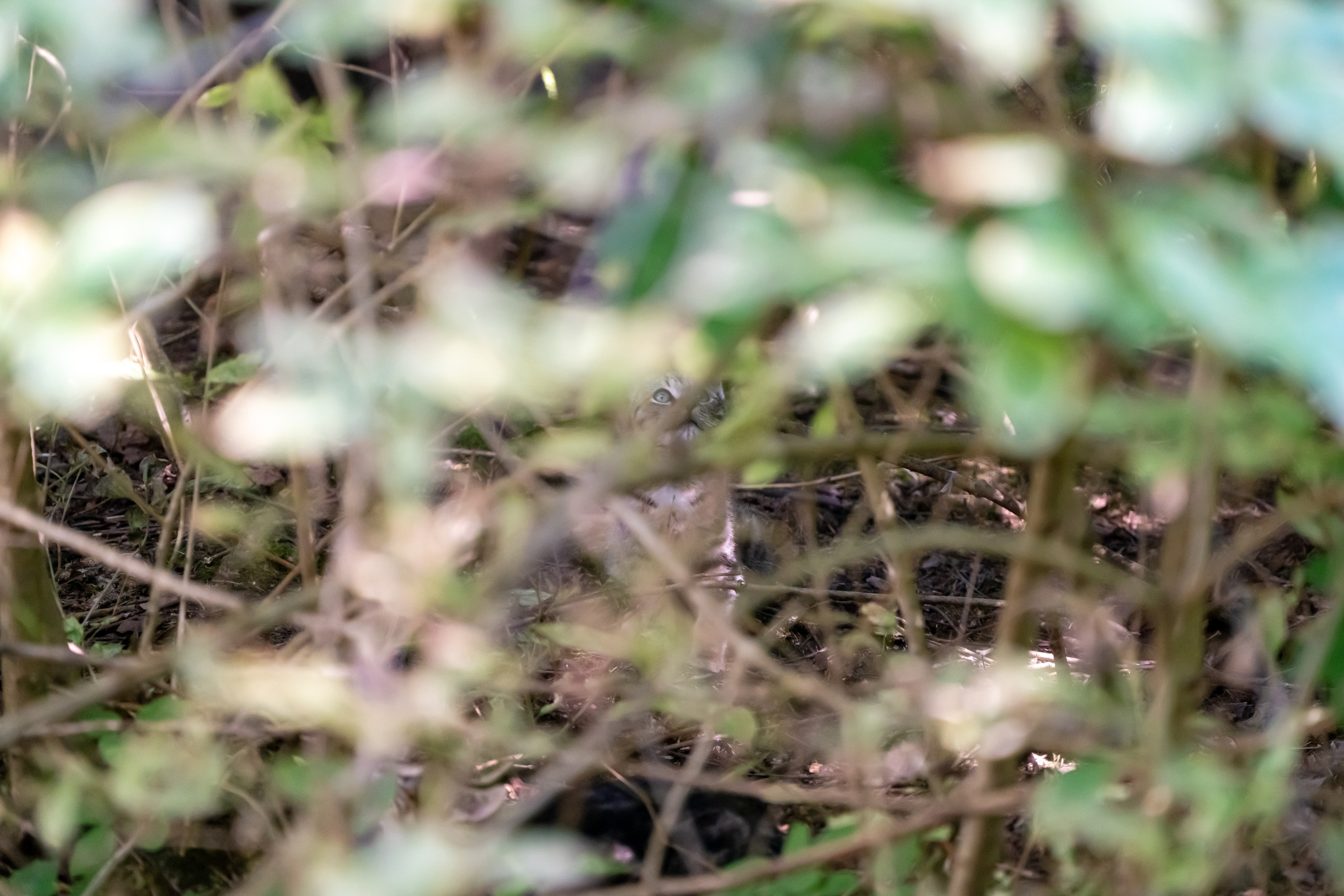 Кот, спрятавшийся в траве и листве кустарника