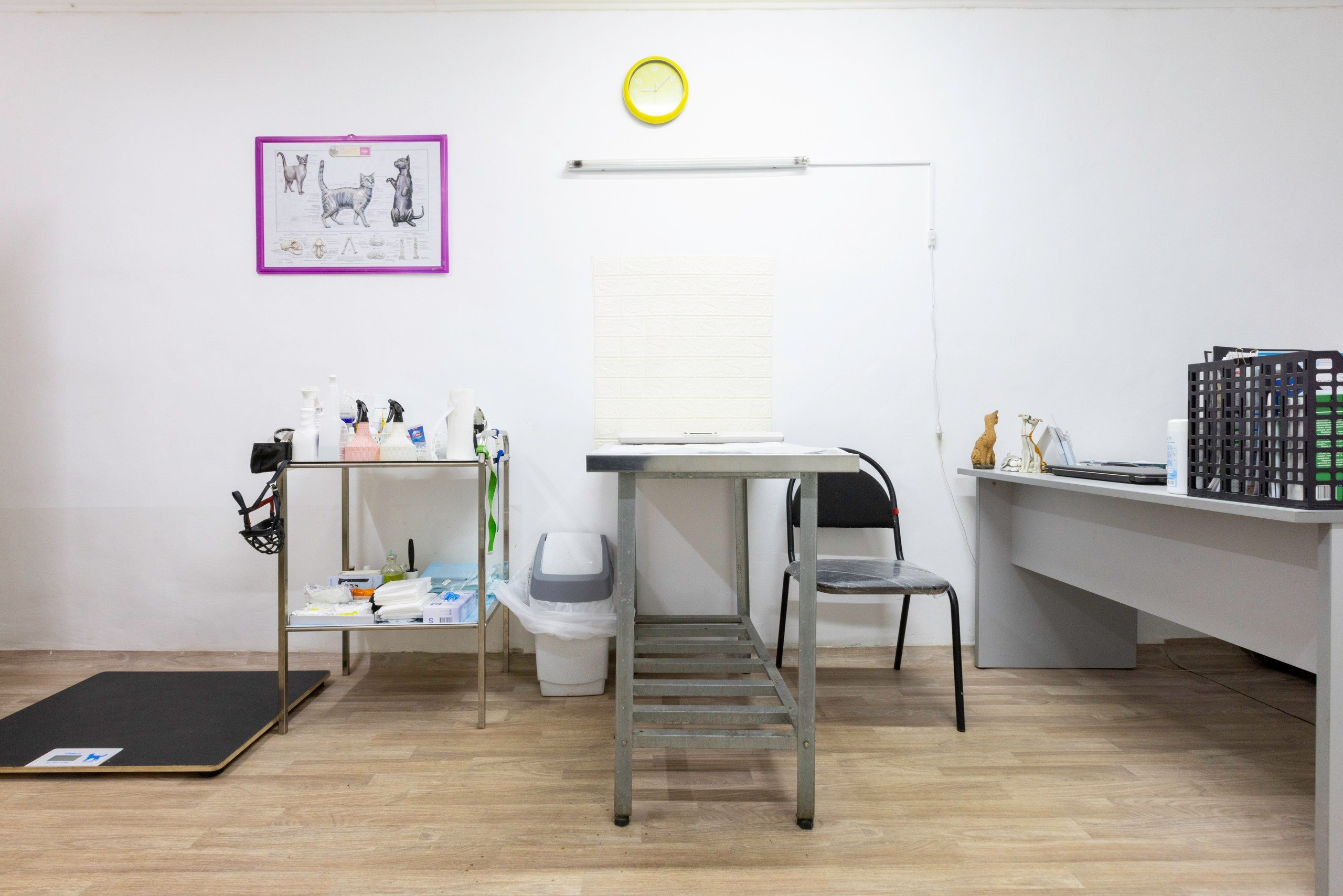 БАРОН. Ветеринарная клиника. Фотограф в Туле Крупский АнДРей. Фотостудия «КАДР71» в Туле