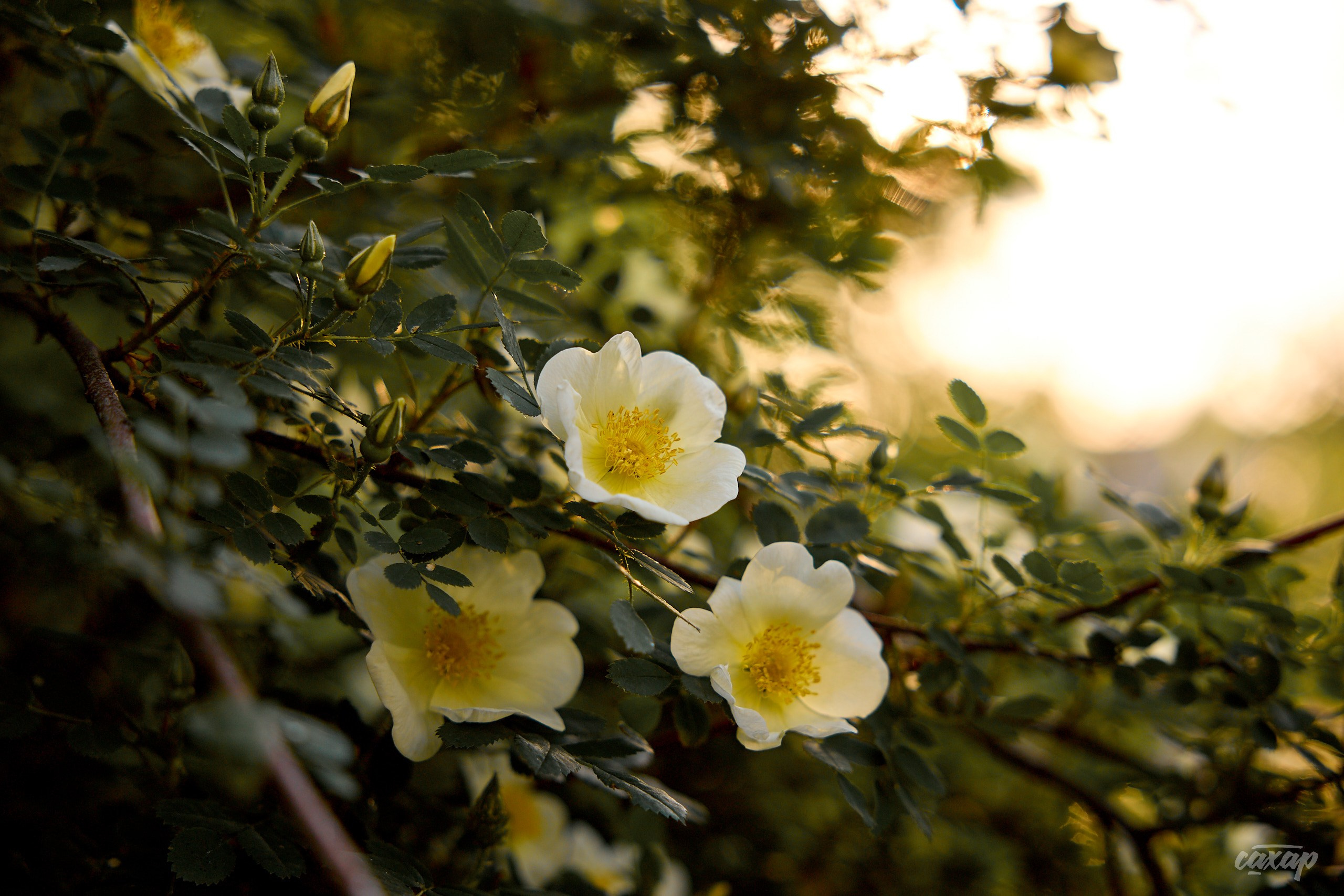 Что вижу, то и пою! от 2024_06_11. Профессиональный фотограф в Екатеринбурге Юра Сахар