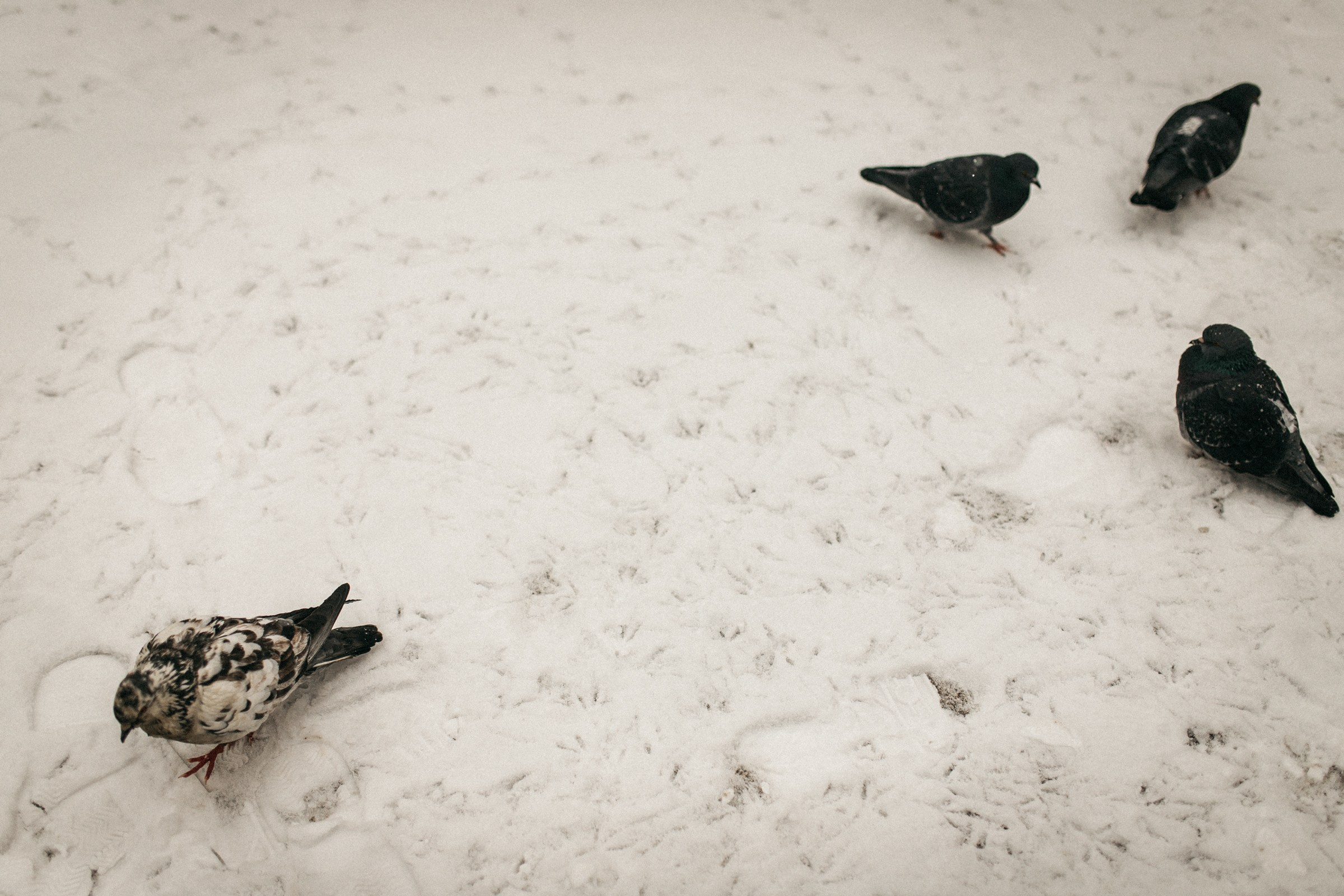 Фотопрогулка в Питере