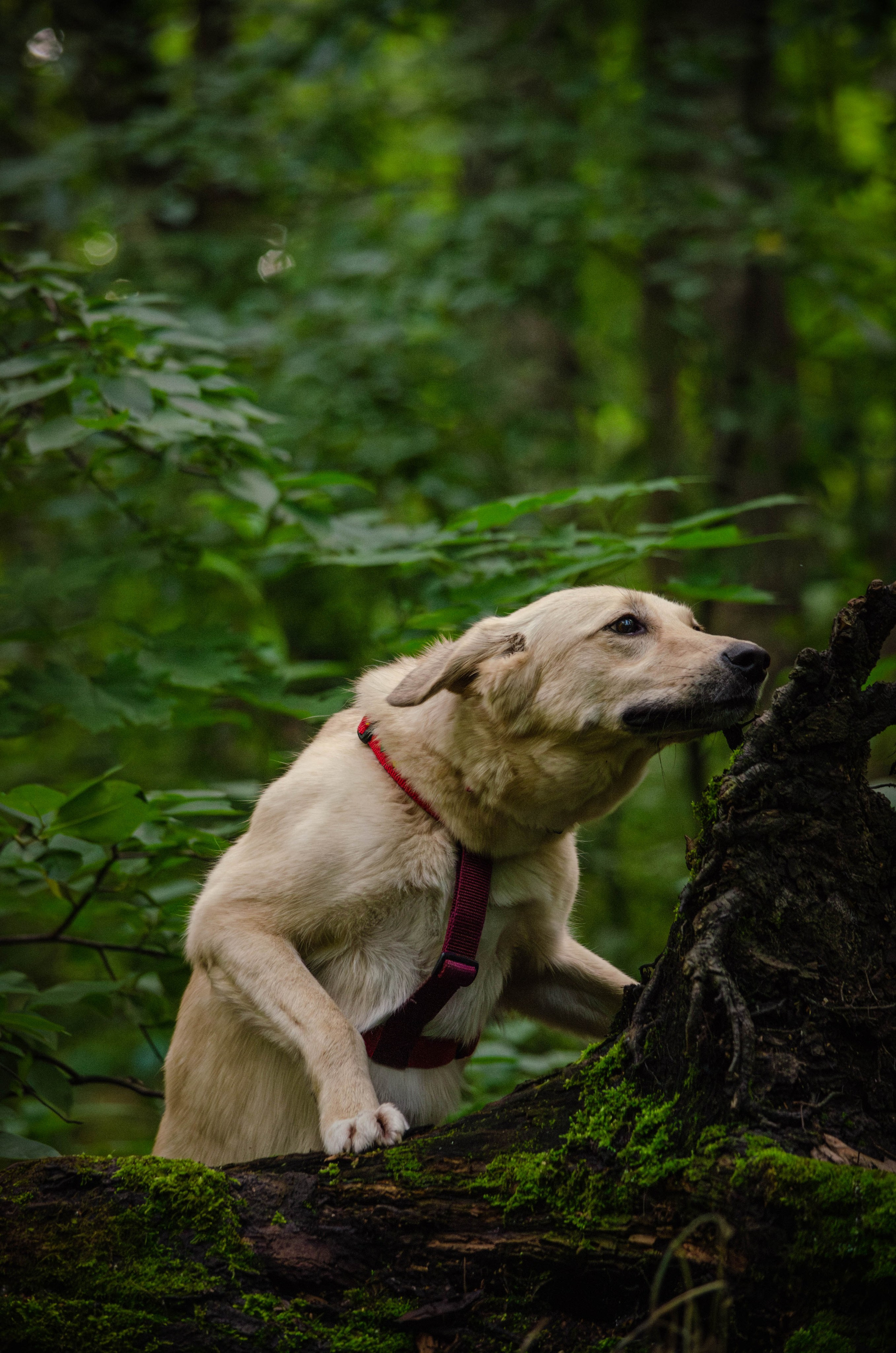 Мира и Барон. Фотограф Светлана Блинова, Москва и Московская область