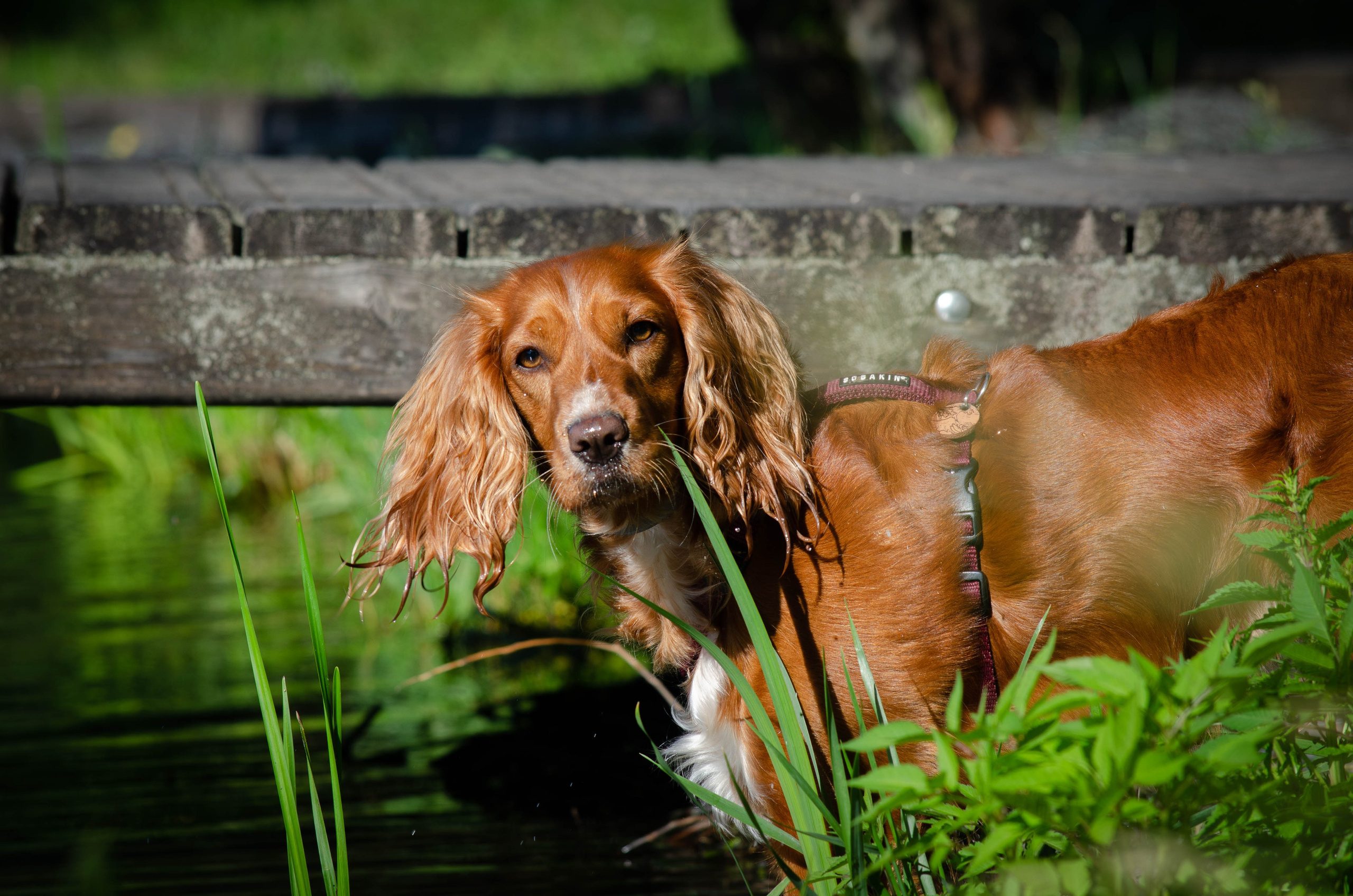 Джесси. Фотограф Светлана Блинова, Москва и Московская область