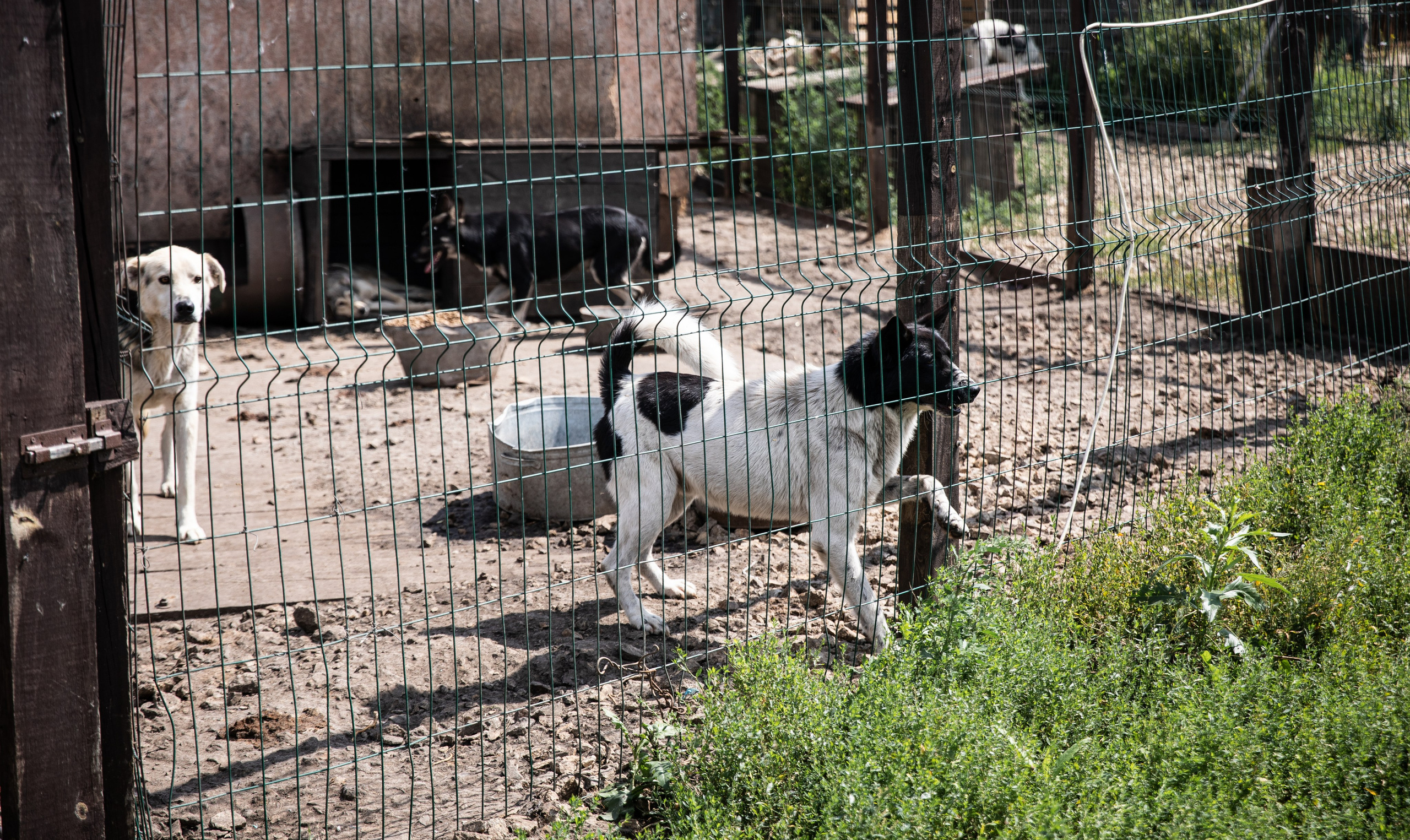 Приют — Наш дом. Репортажный и свадебный фотограф в Челябинске Елисеев Павел