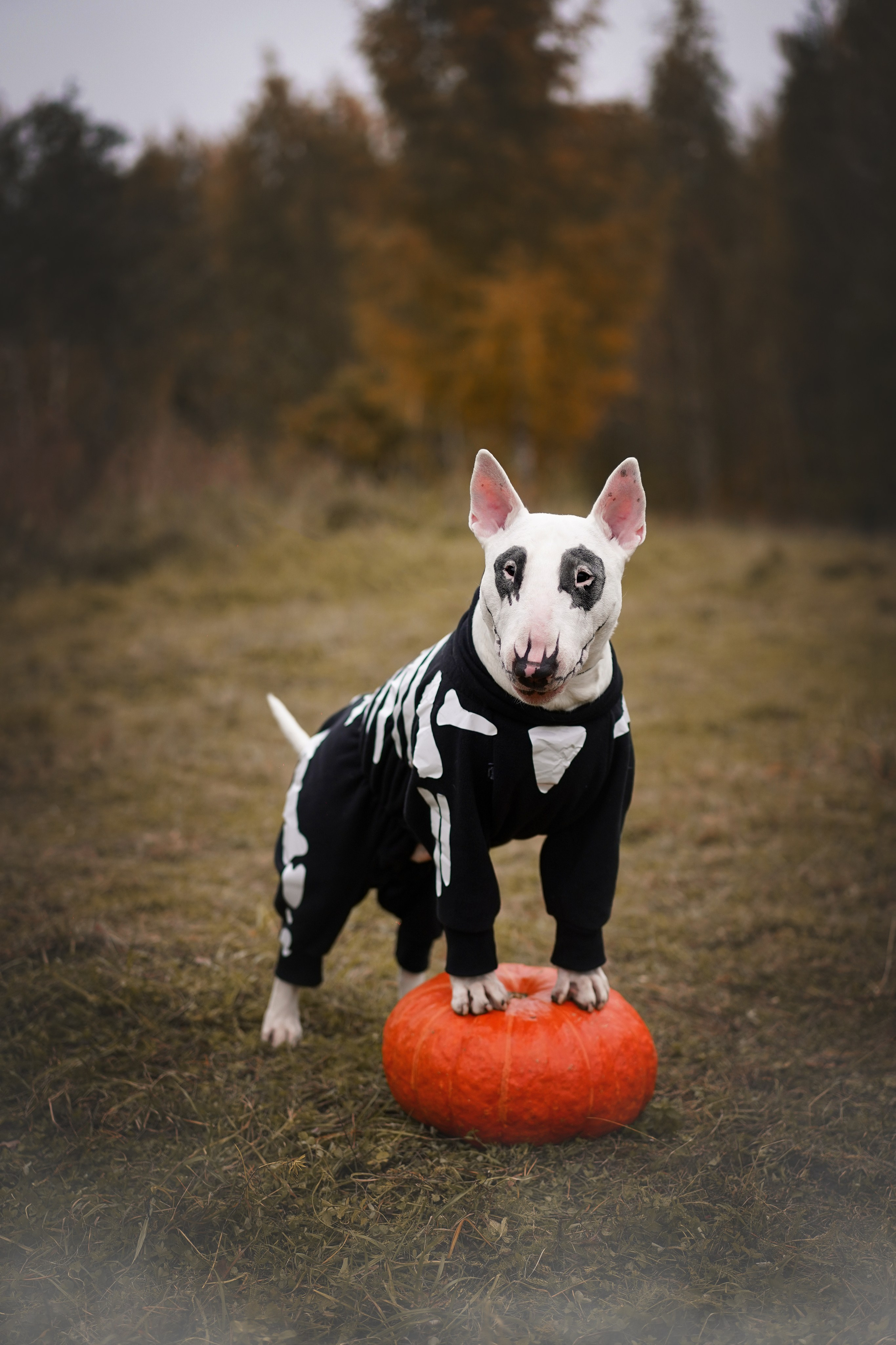 Настя Рома и Сахар Хелоуин. Фотограф-анималист в Санкт-Петербурге Яна Мартынова