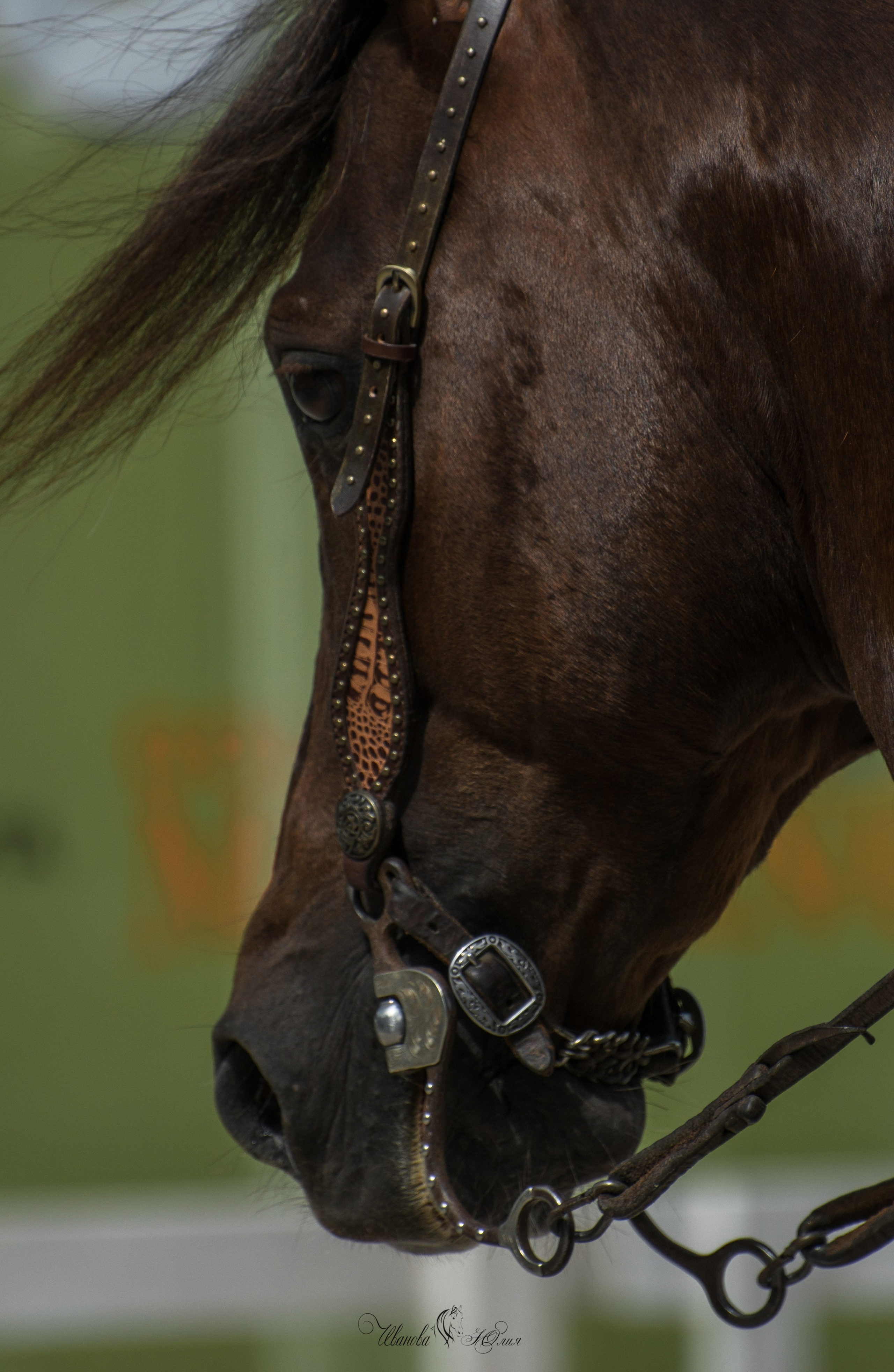 Эквирос, Москва. Конный фотограф в Саратове Юлия Иванова