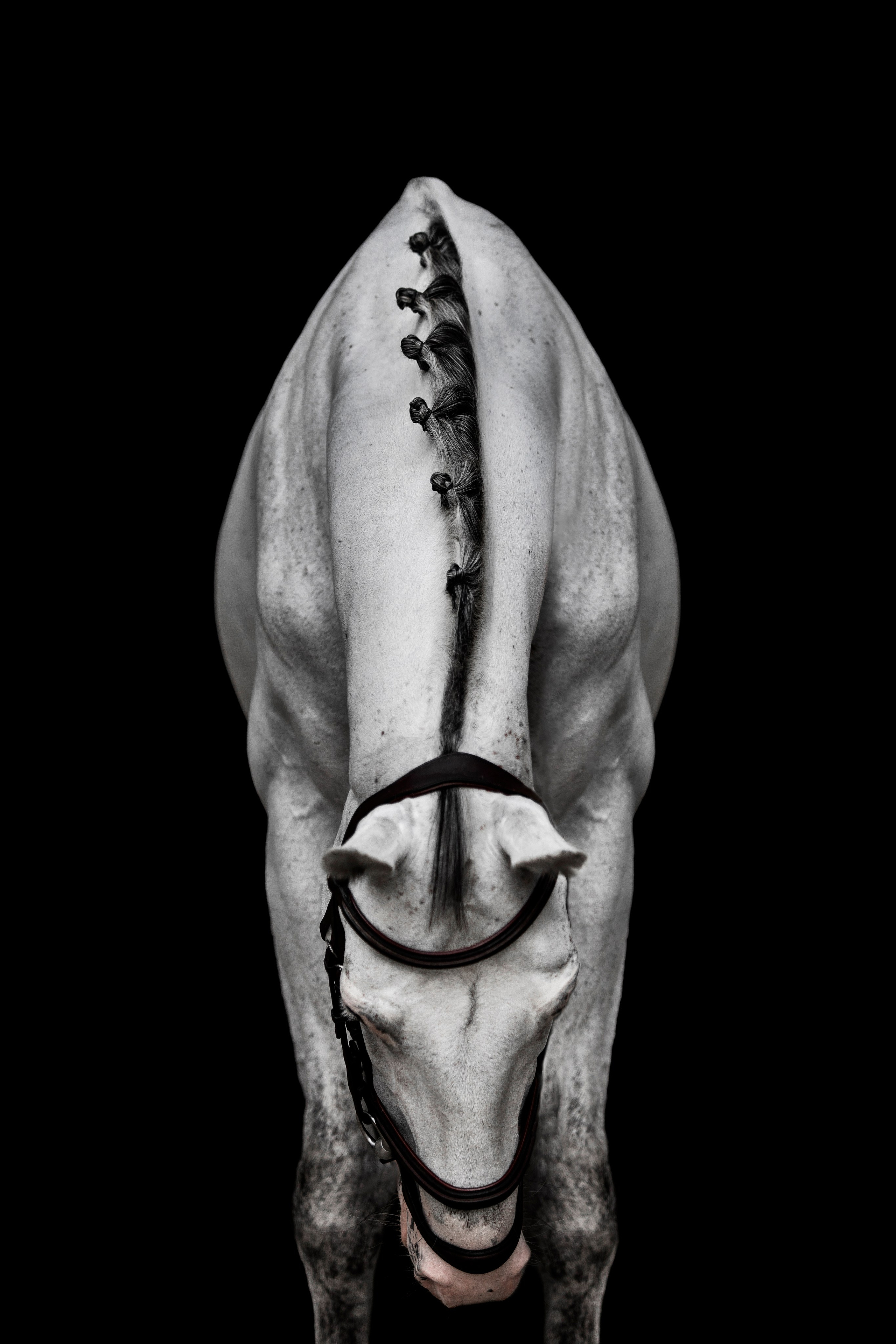 Конные портреты. Veronika Makeeva horse photo