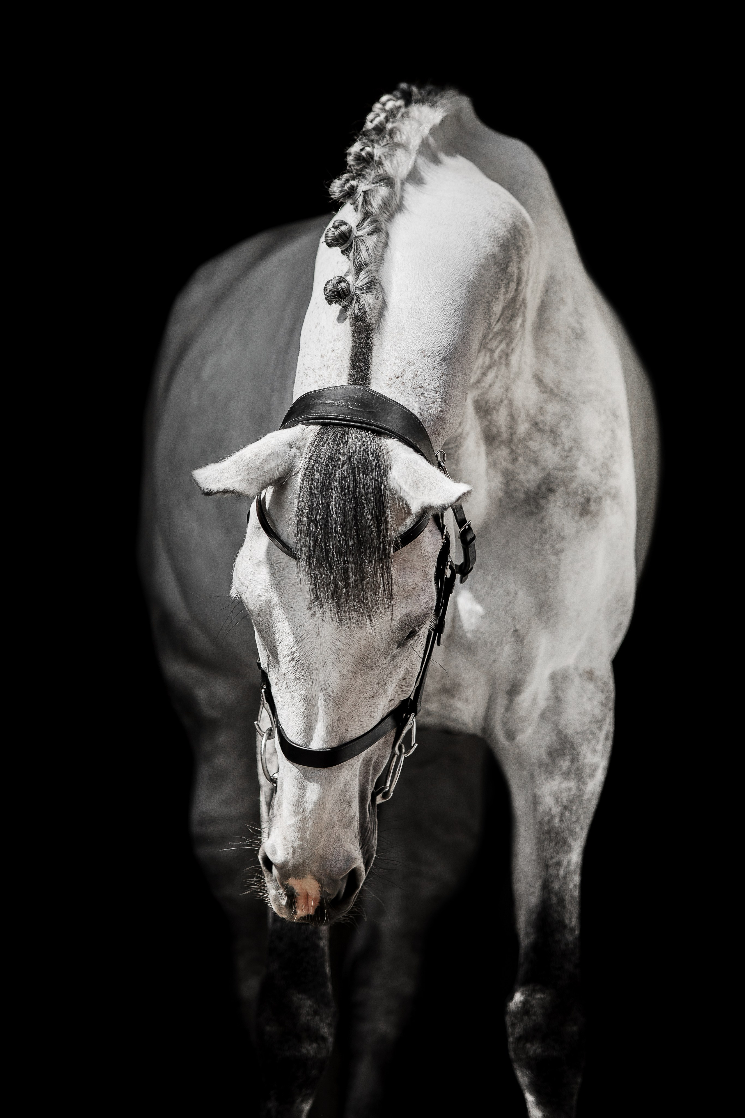 Конные портреты. Veronika Makeeva horse photo