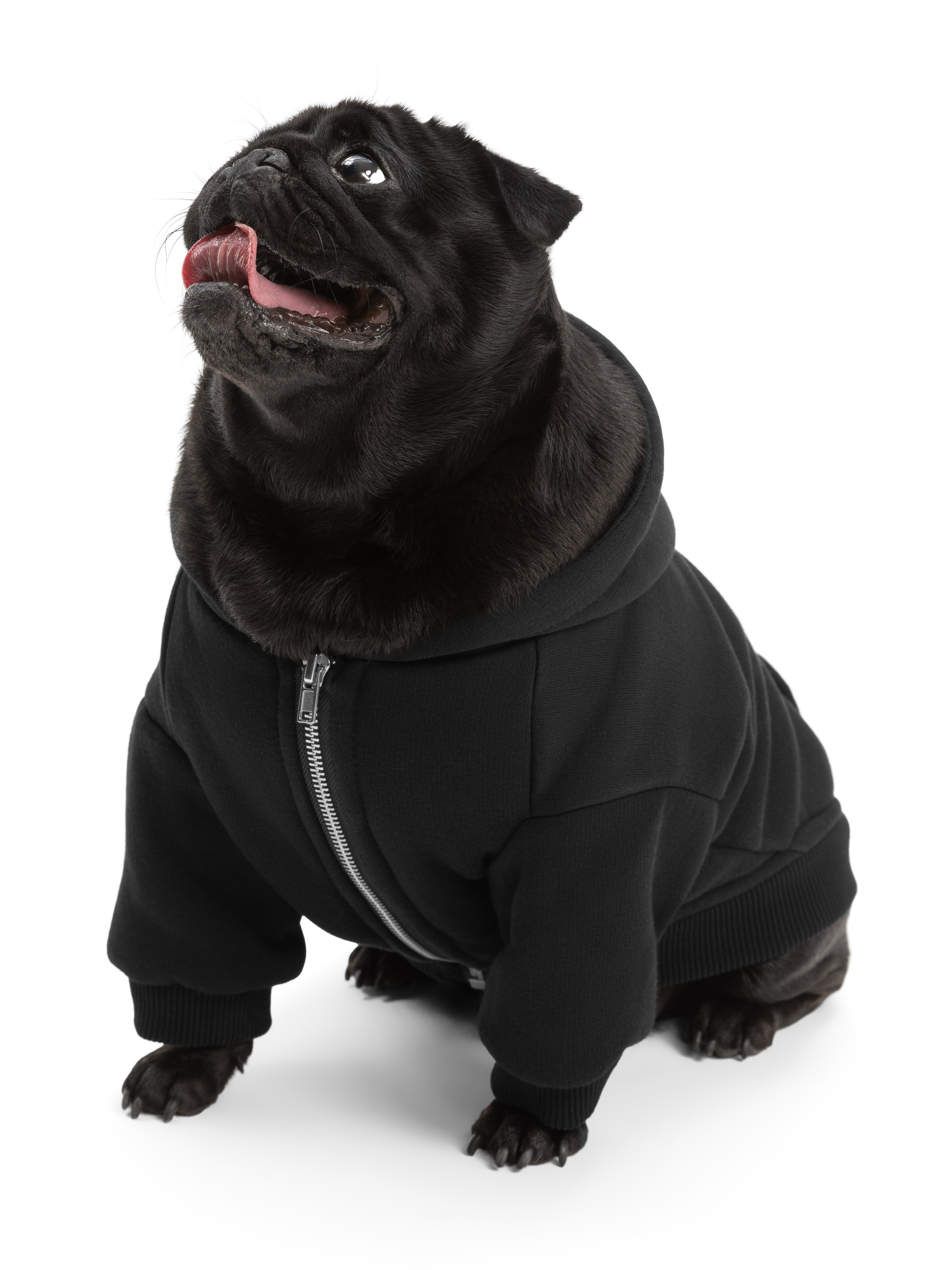 Одежда для собак Pet Subject. Олег Дмитриев