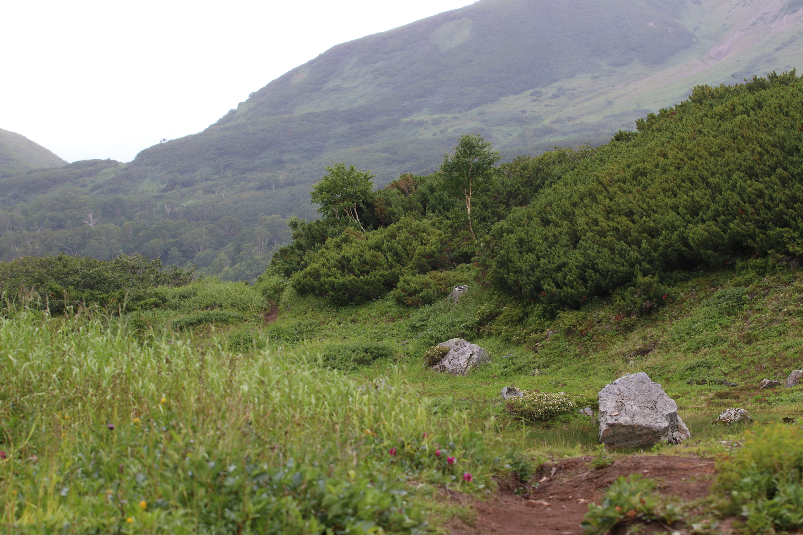 Камчатка и о. Парамушир. Июль 2024. Путешественник-фотограф из Санкт-Петербурга Татьяна Свистулина