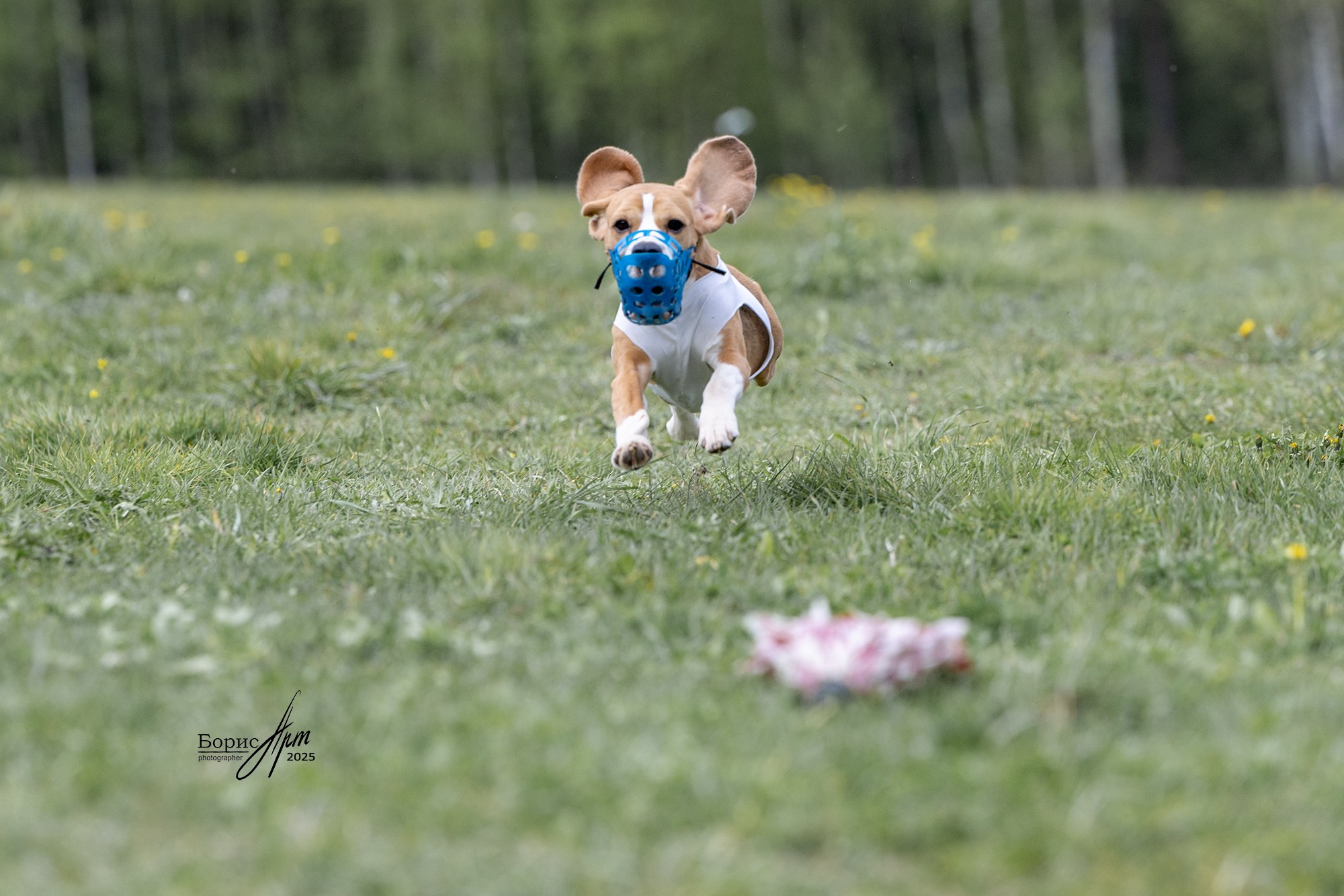 КУРСИНГ. Борис Артамонов фотограф — анималист. Москва