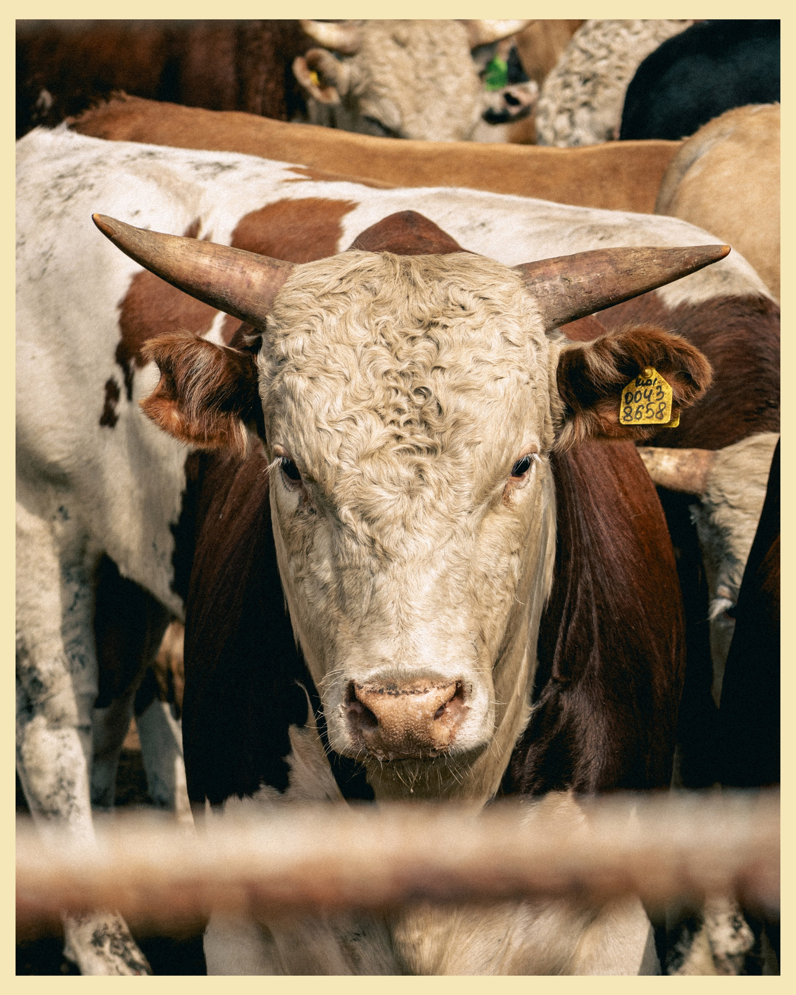 HBP x VANO. Ivan Petrov photographer