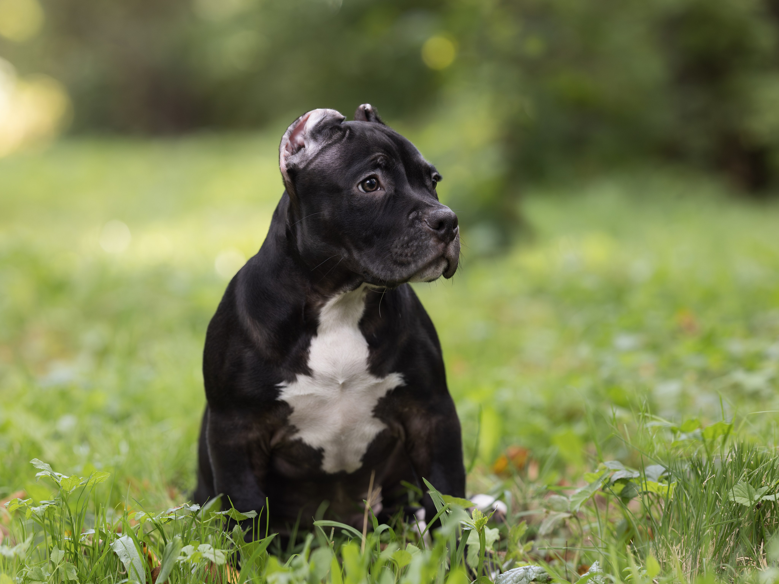 Американские булли (на природе). Фотограф-анималист в Москве, МО и Владимире